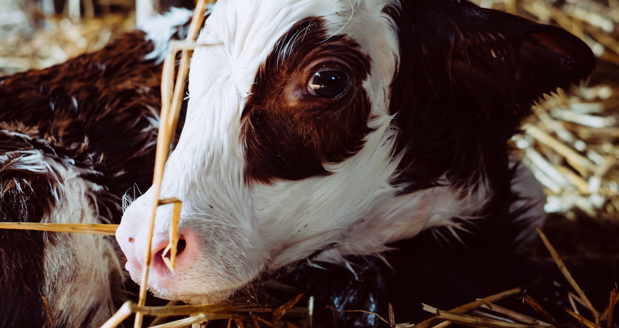 Poem: Two-Headed Calf