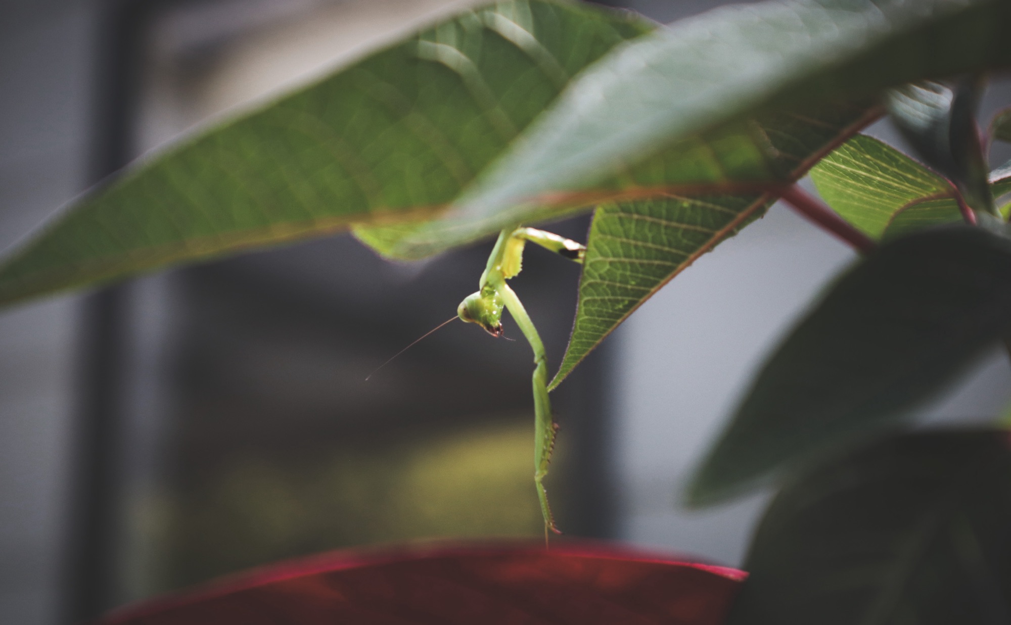 Mantis
