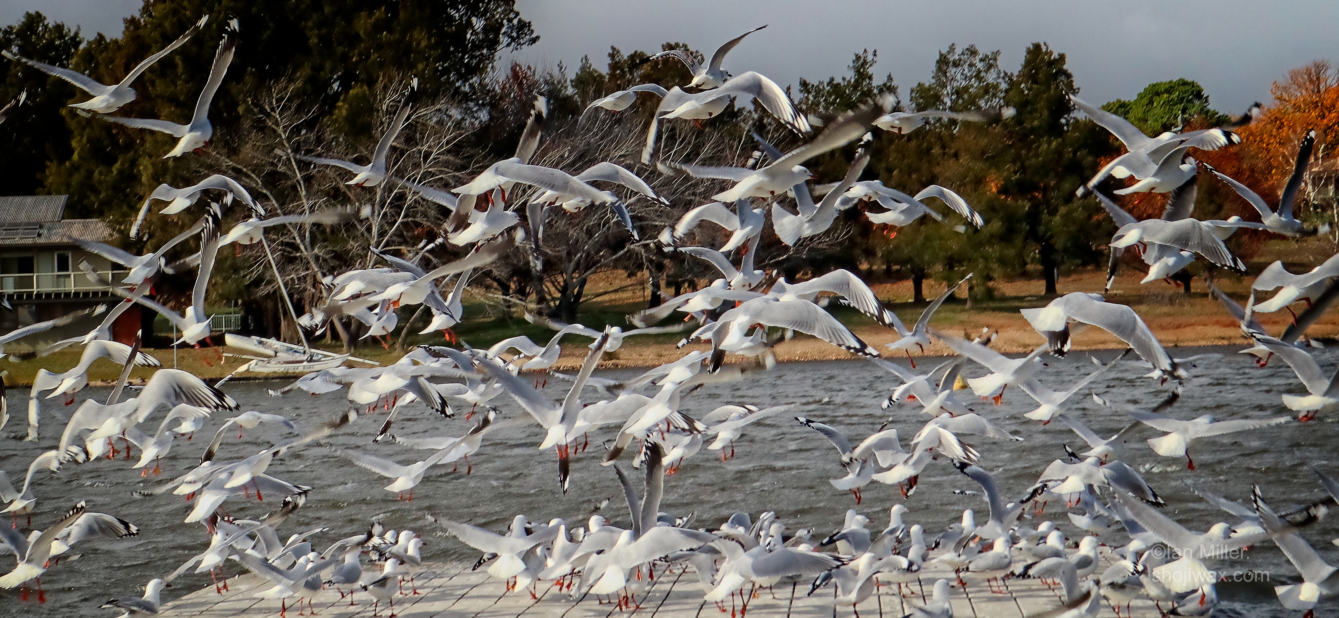 Jonathan Livingston Downwind