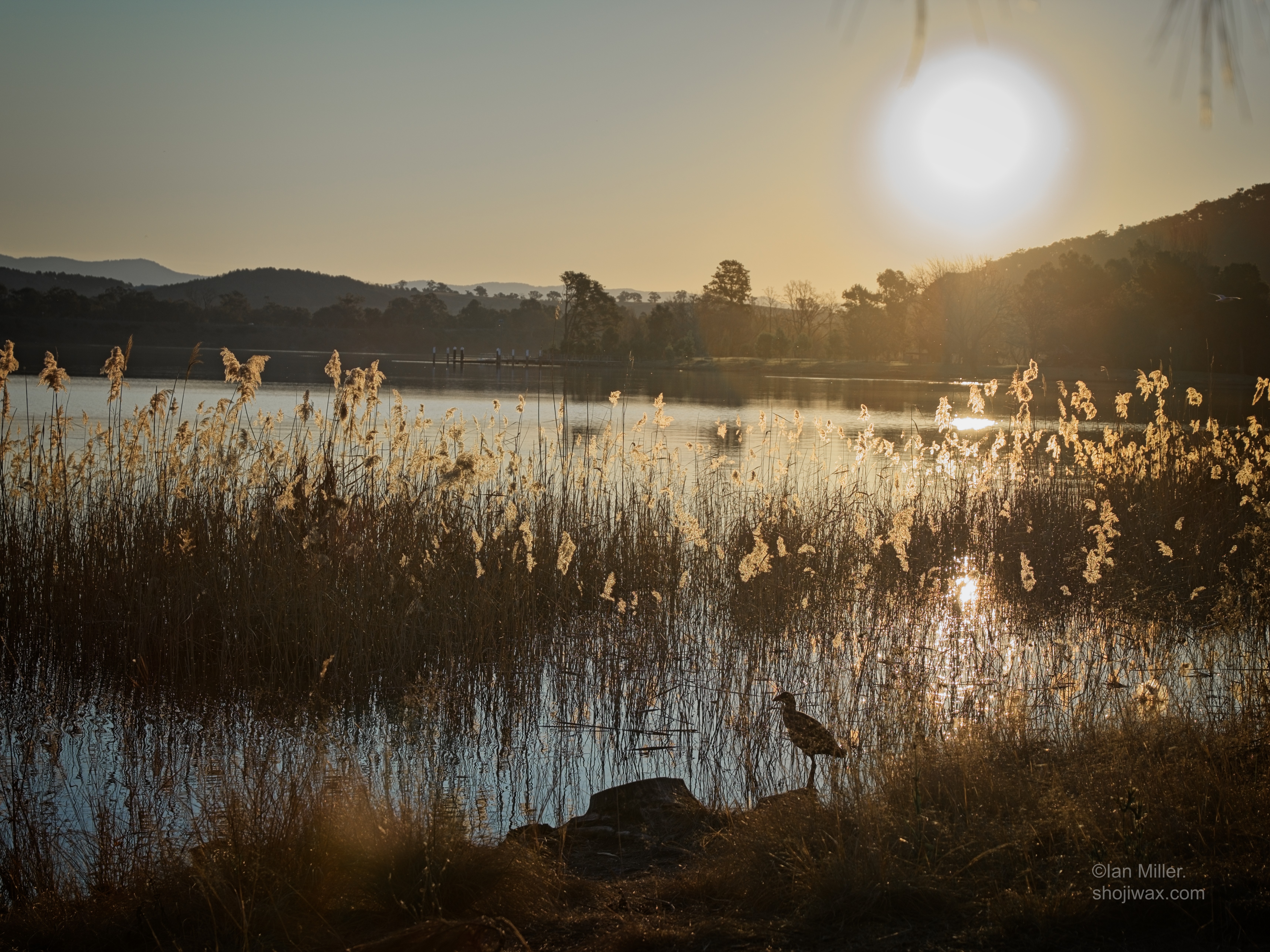 Sylvia jetty sunset.