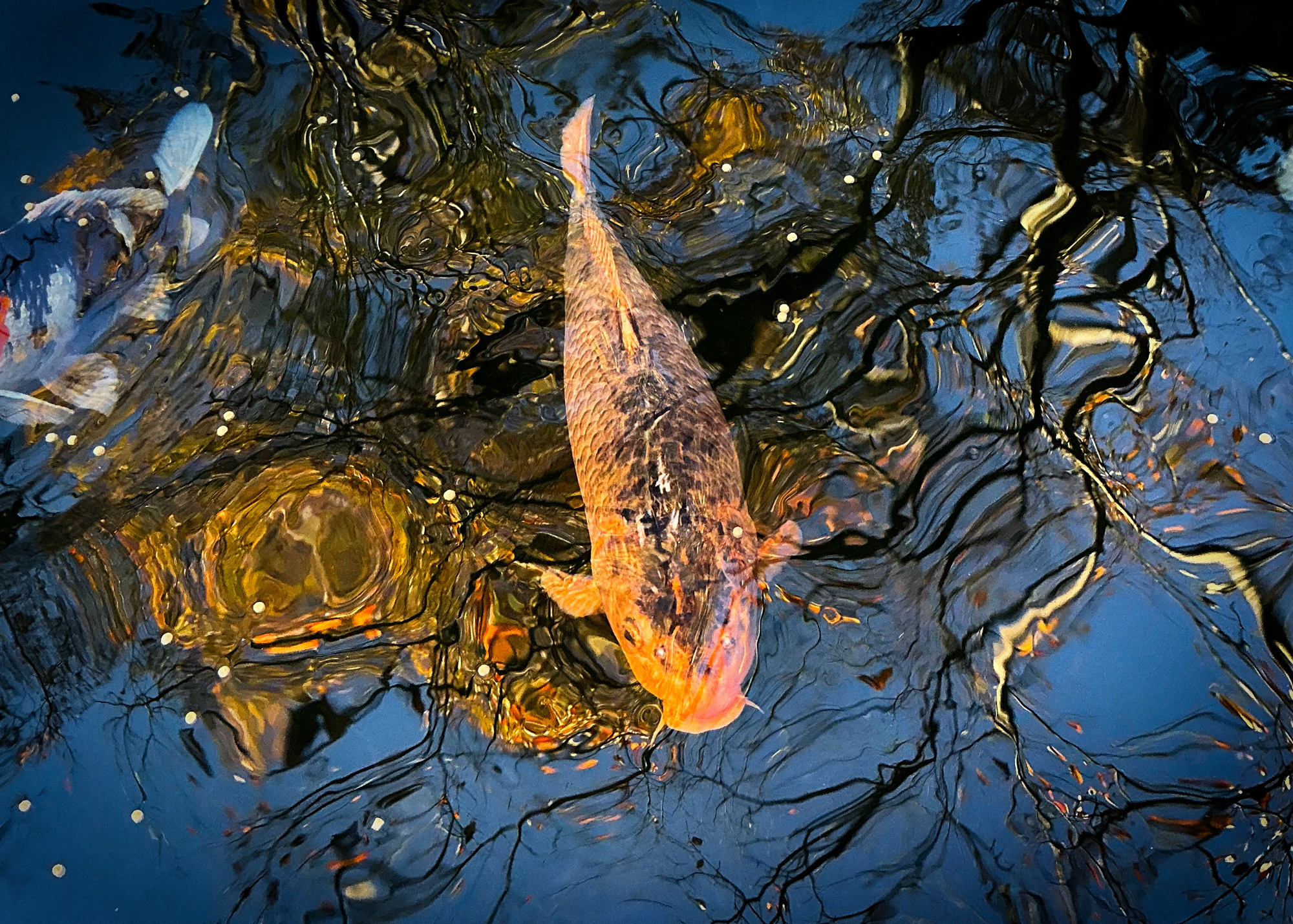The fish.
