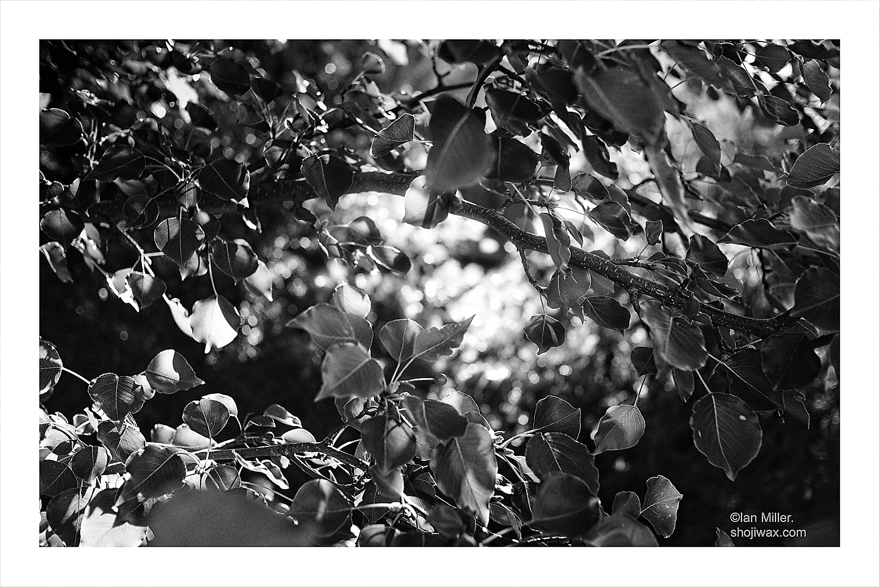 The light through it all.