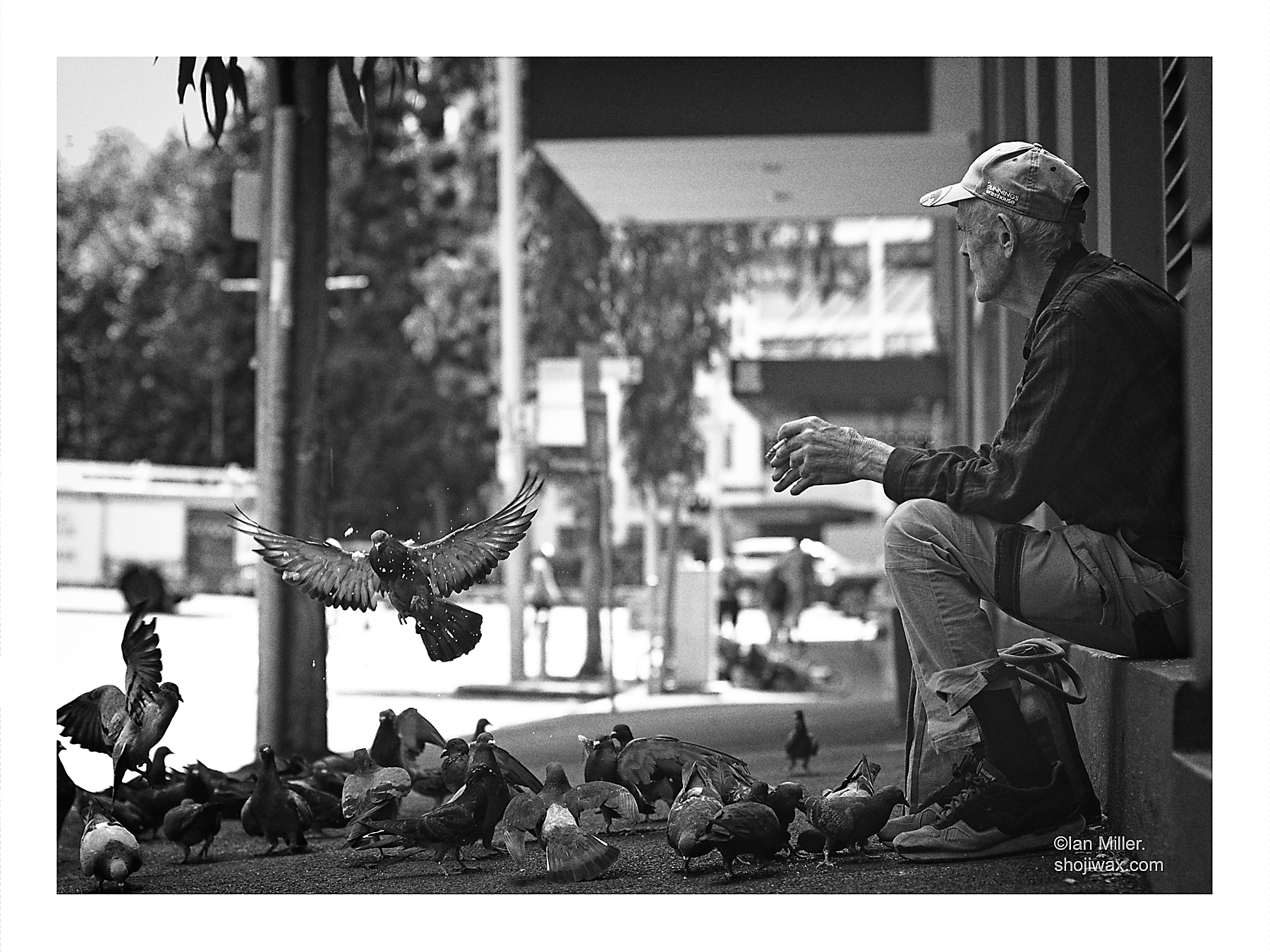 Pigeon friends for lunch.