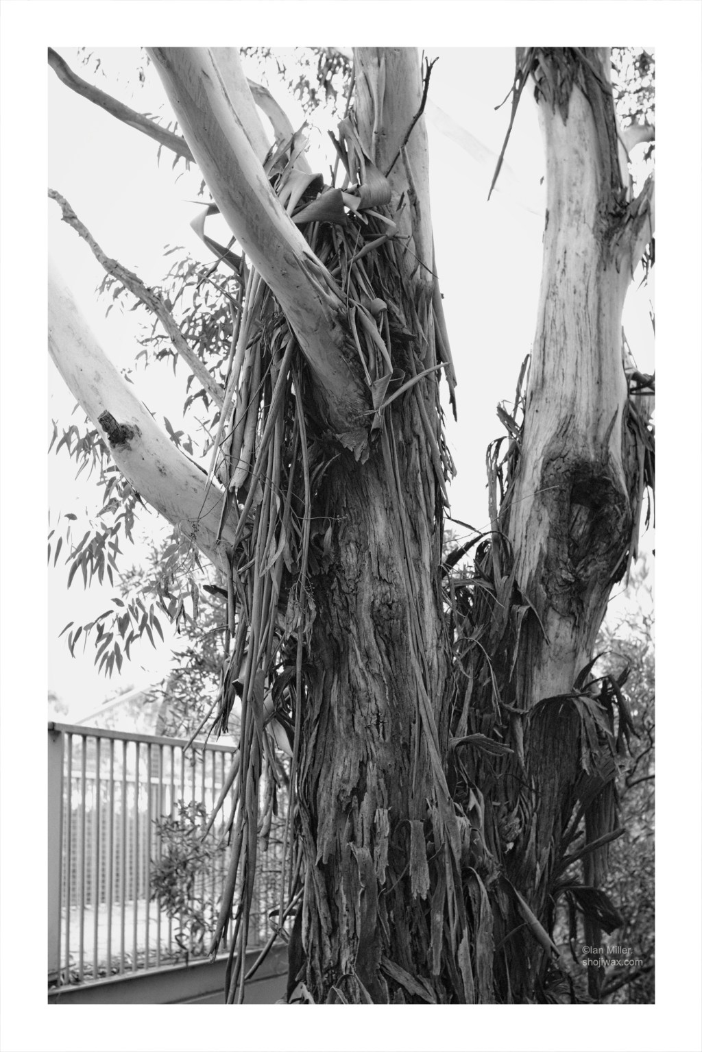 Black and white photo of shedding stringybark gumtree. Cropped to show only the trunk and first branches.