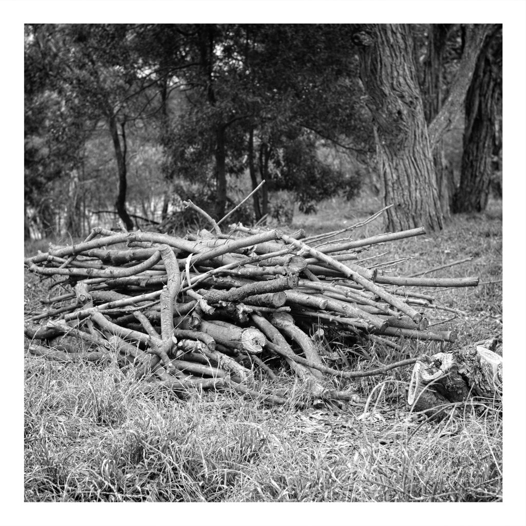 A black and white photo of a roughly stacked pile of sticks. In the background is a eucalypt forrest and just in frame bottom left is an old stump.