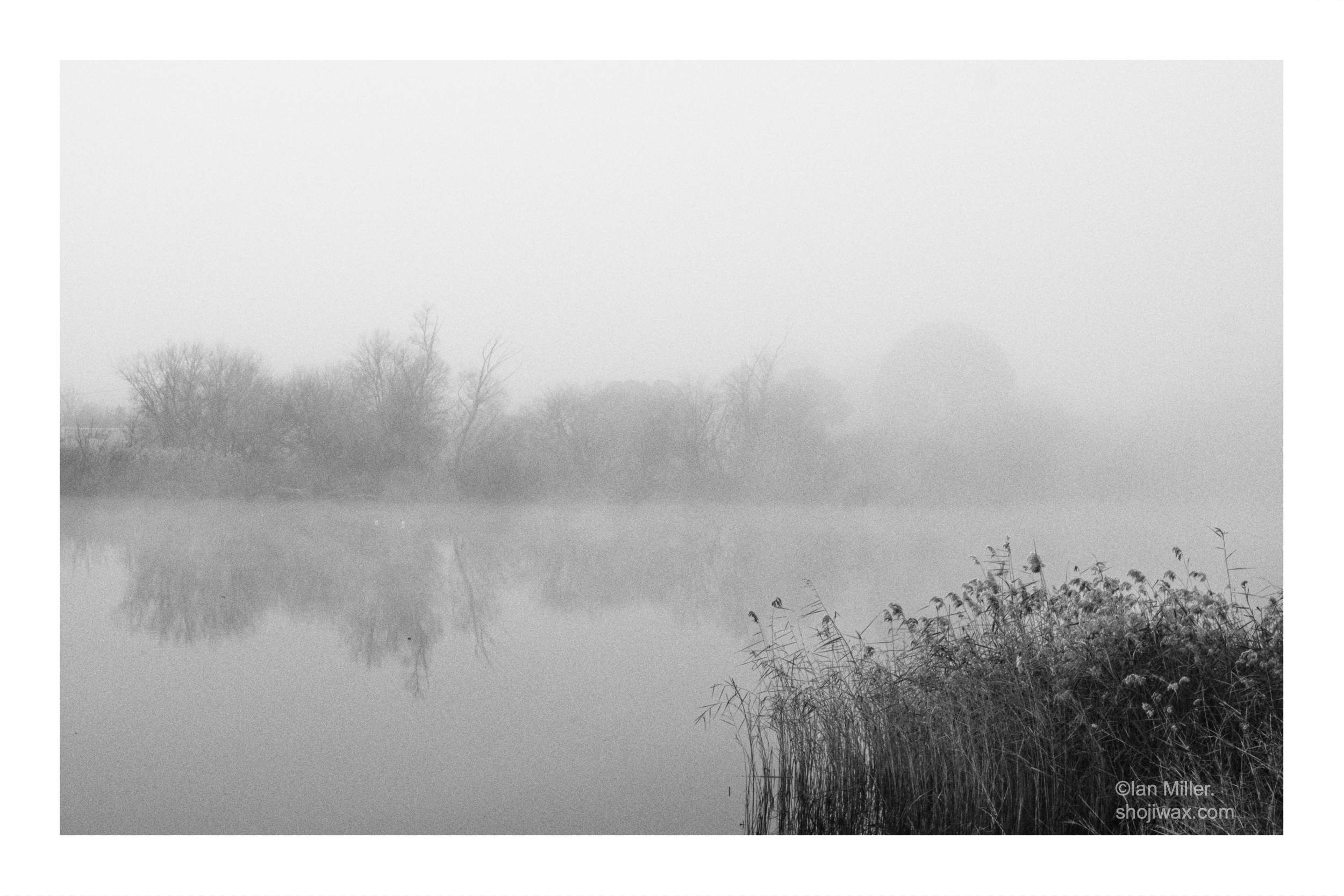 Black and white photo taken on a foggy day. There is a river with reeds in the foreground on the right side. On the far side of the river a stand of trees can be seen in feint silhouette through the fog.