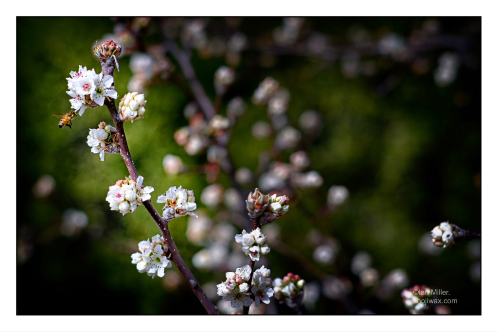 A branch of early spring buds against a blurred background of greens and yellows. A lone bee attends a bud on the left side of frame.