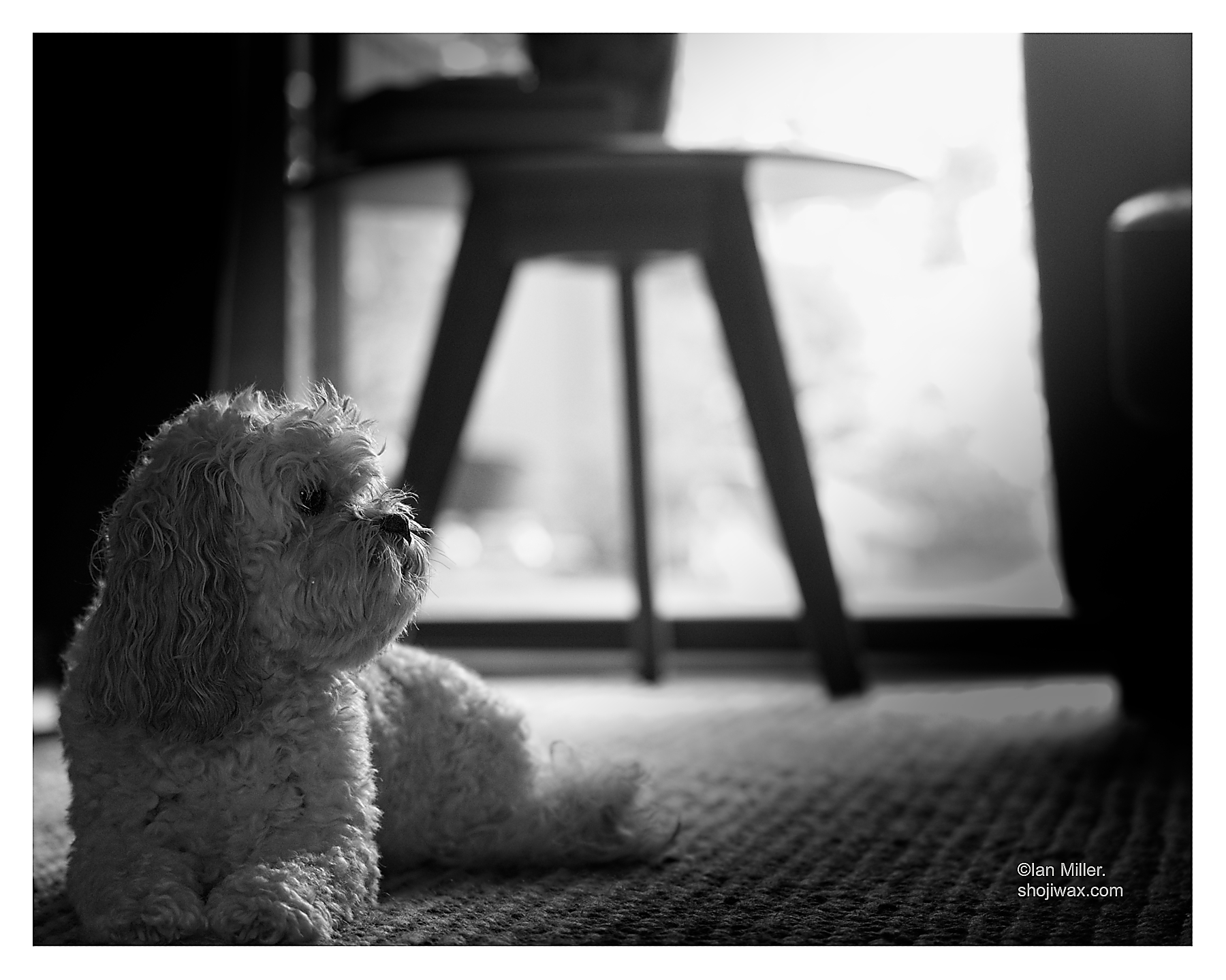Black and white photo of small dog lying on the floor looking up at something out of shot.