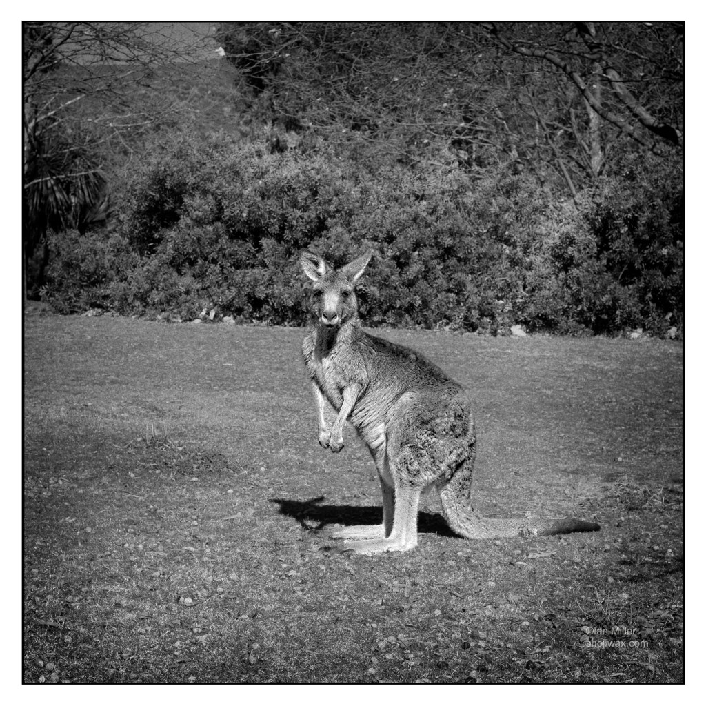 Kangaroos on the&nbsp;streets.