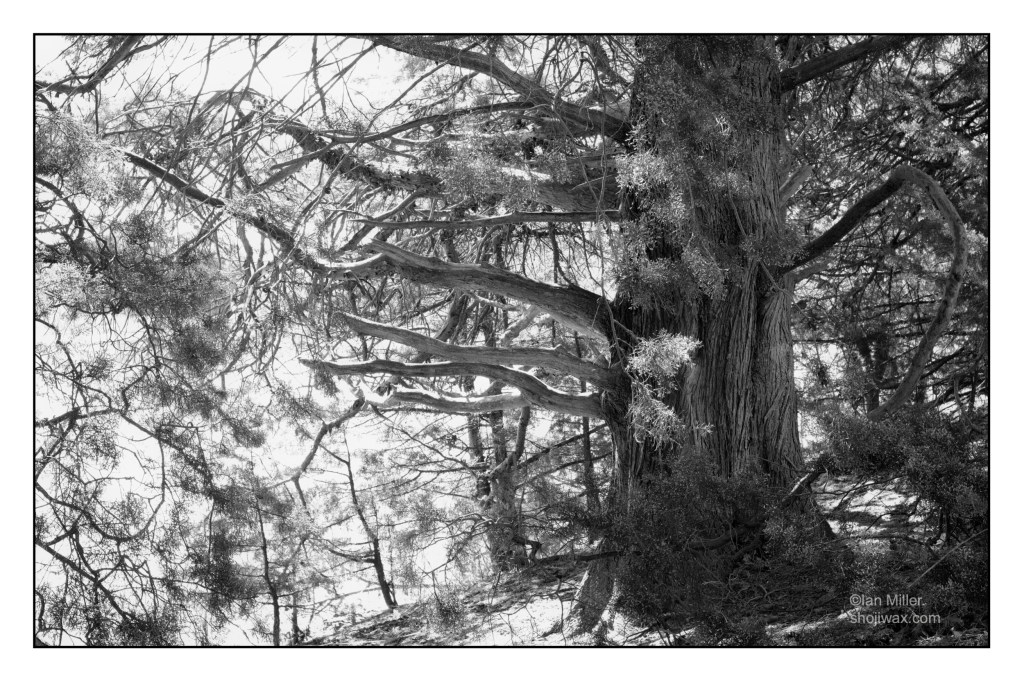 Black and white high-contrast photo of old oak tree besides a lake.