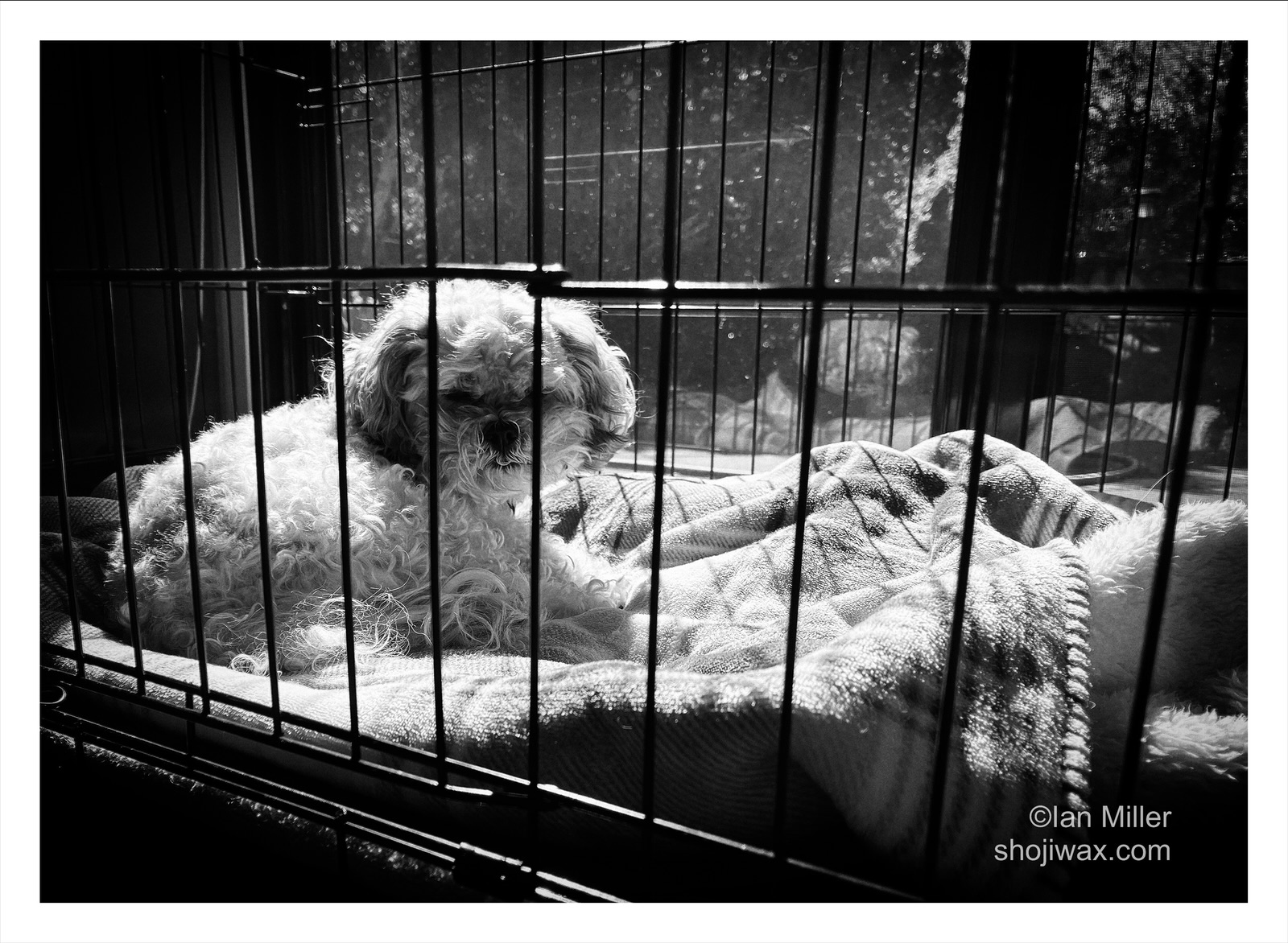 Update: Dog in a cage.