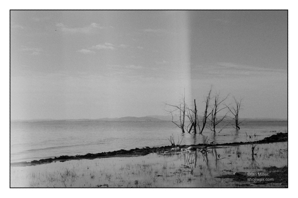 Black and white film photo of flooded lake edge. A small stand of dead treetrunks pokes out of the water on the right side. There is a large light leak down the centre of the picture.