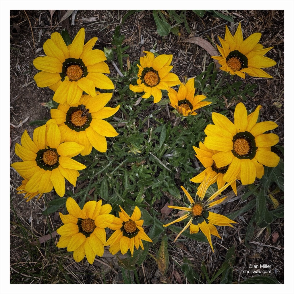 A small ring of bright yellow flowers taken from above.