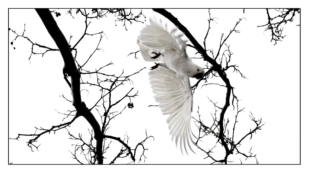 Close up of Sulphur-crested cockatoo in flight. Behind in silhouette are a tangle of tree branches.