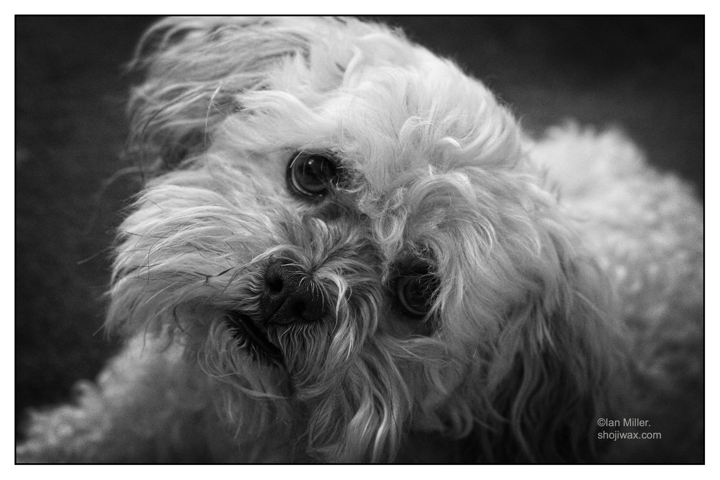 Black and white photo of a white scruffy dog looking with a tilted head at the camera.