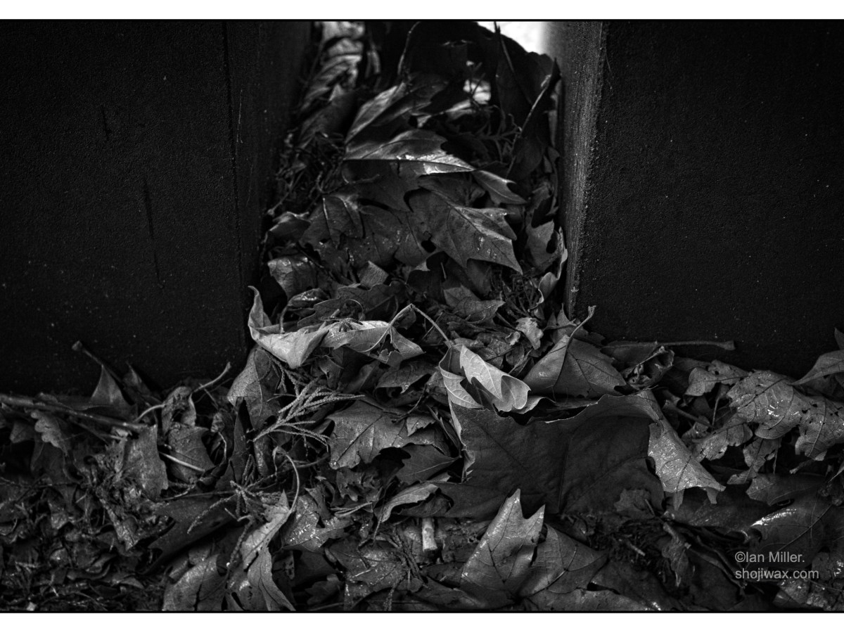 The best kind of&nbsp;litter.