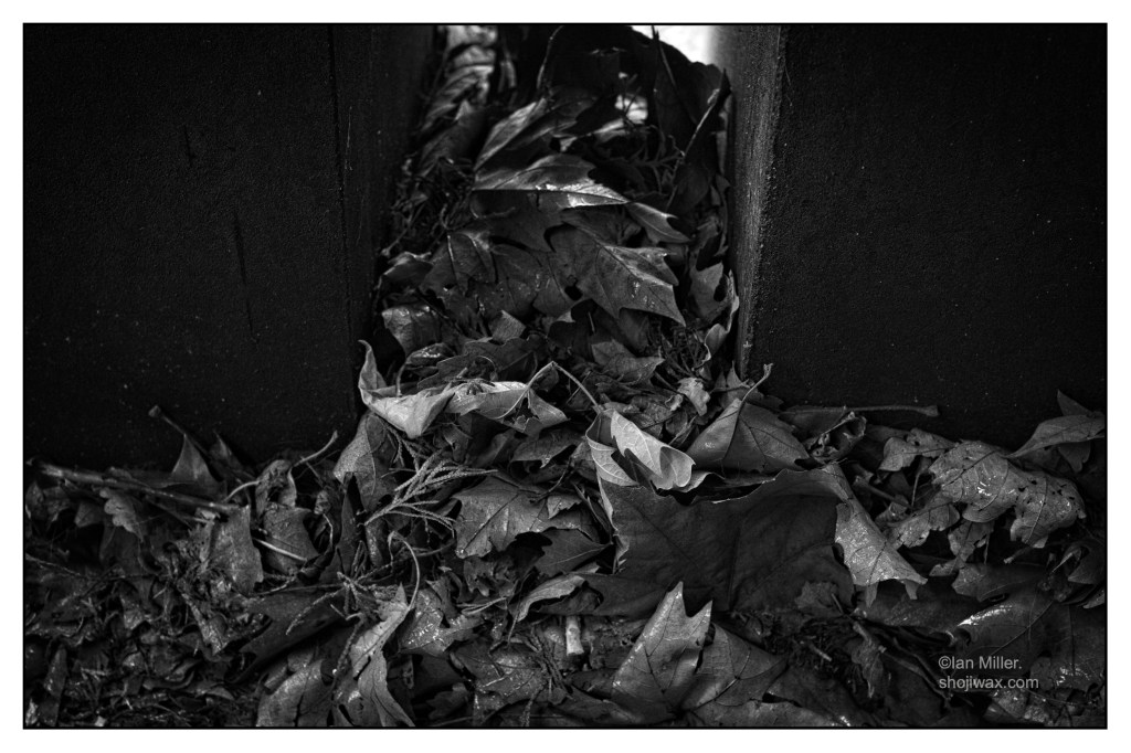 Black and white photo of a pile of wet leaves.