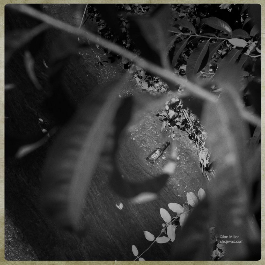 Black and white photo taken through foliage of a beer bottle floating in a small creek.