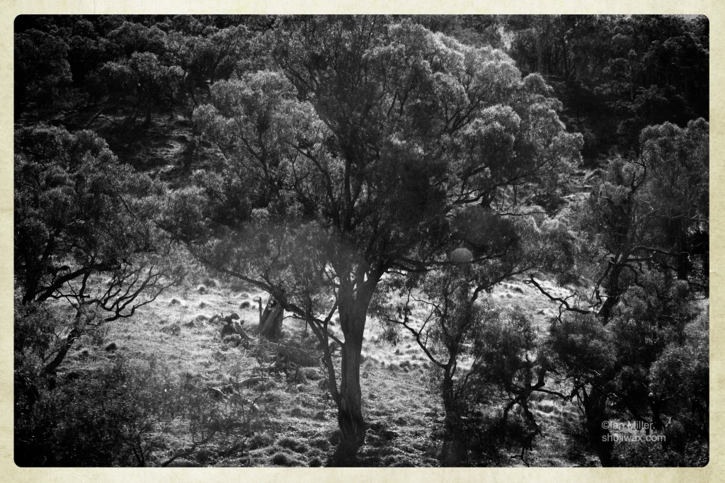 Black and white photo of gumtree on a hill that is lit by the afternoon sunlight.