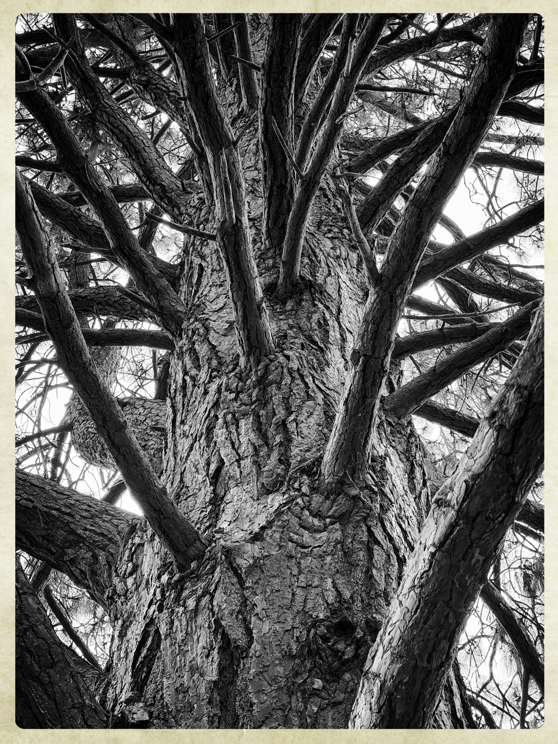 Black and white, high contrast photo looking up at the ragged trunk of an old oak tree