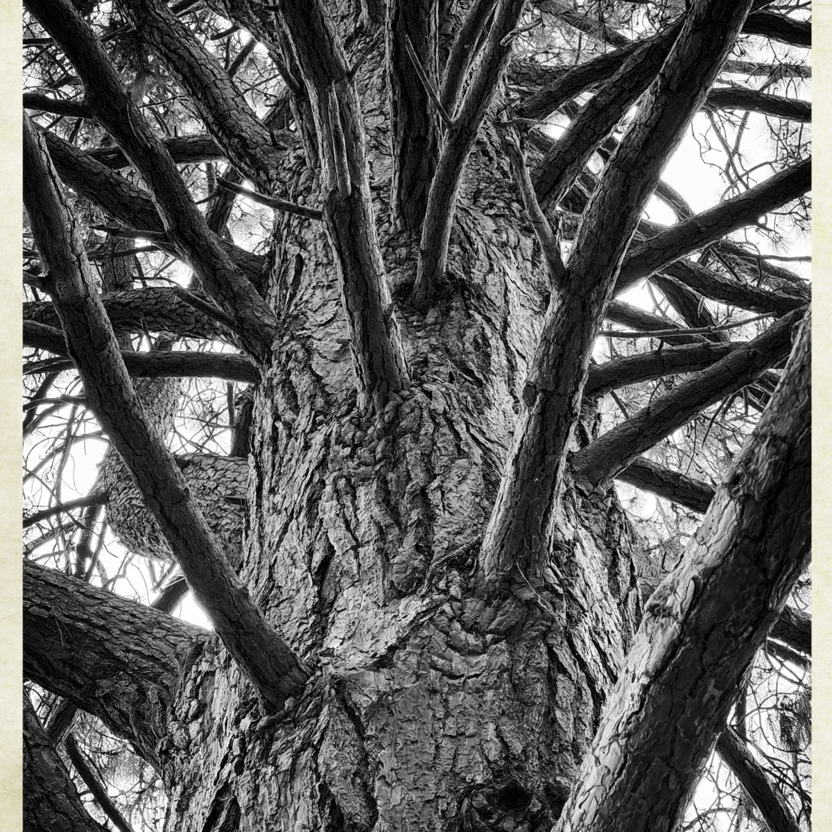 The flowing skin of&nbsp;trees.