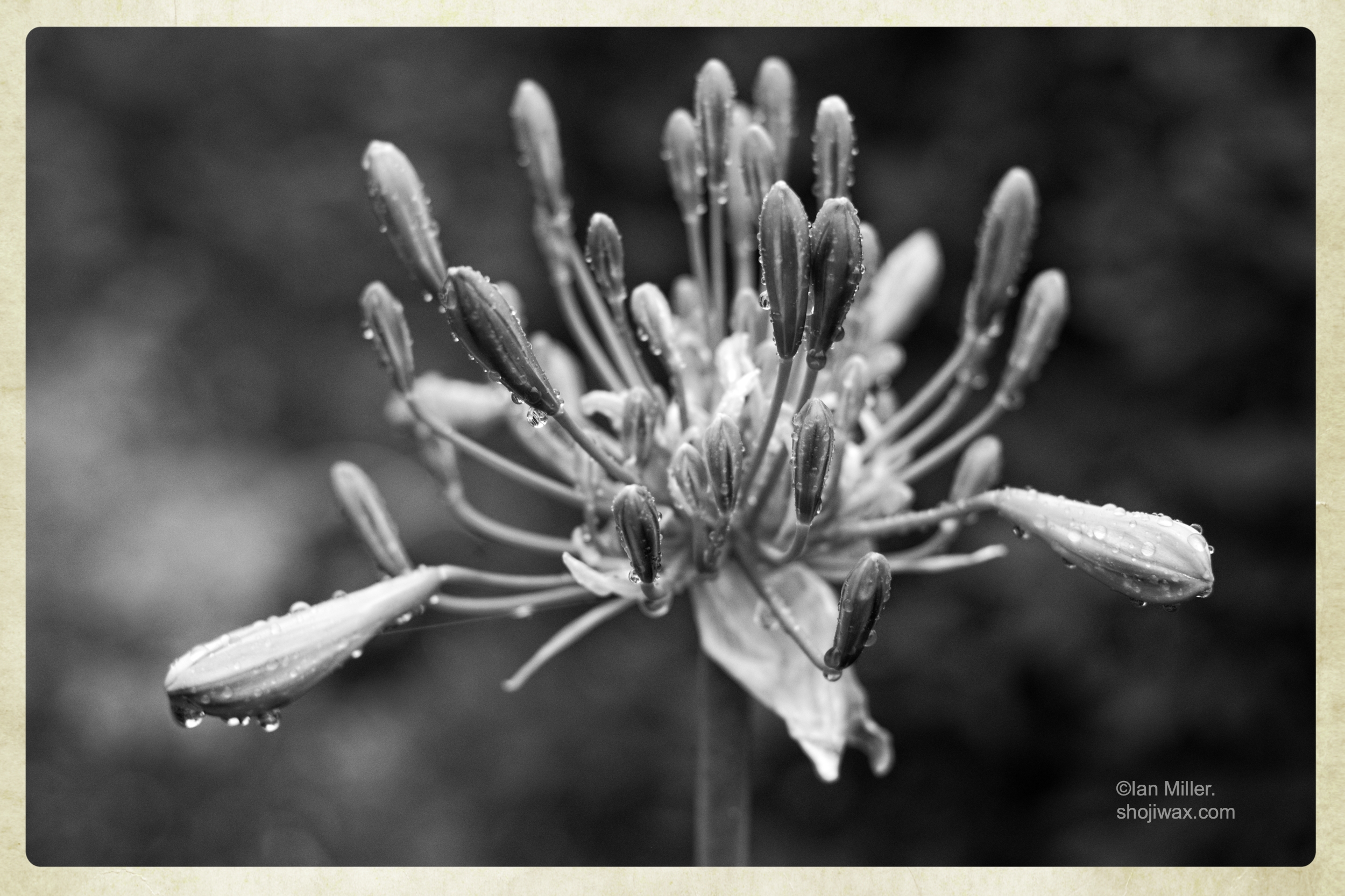 Stormbuds.