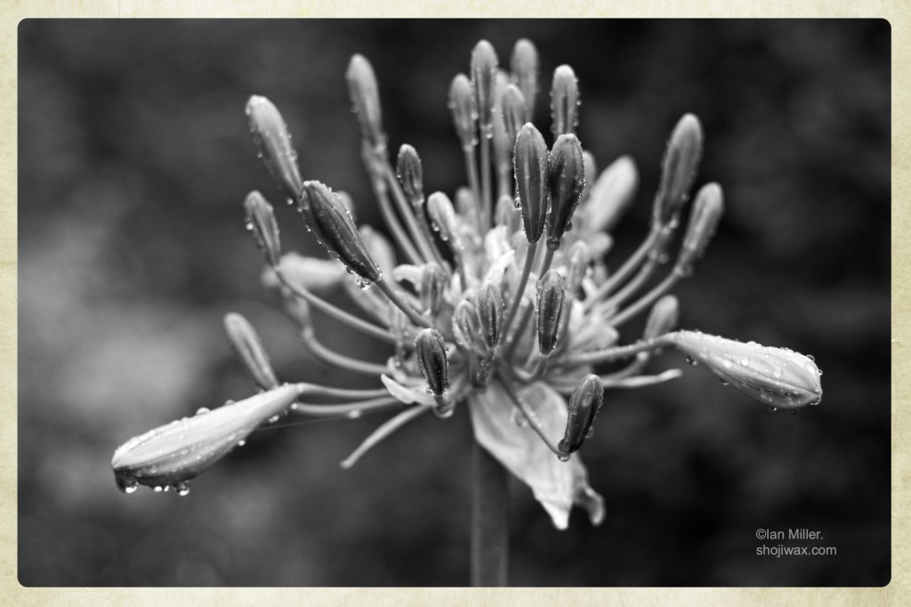 Black and white photo of an agapanthus covered in raindrops.