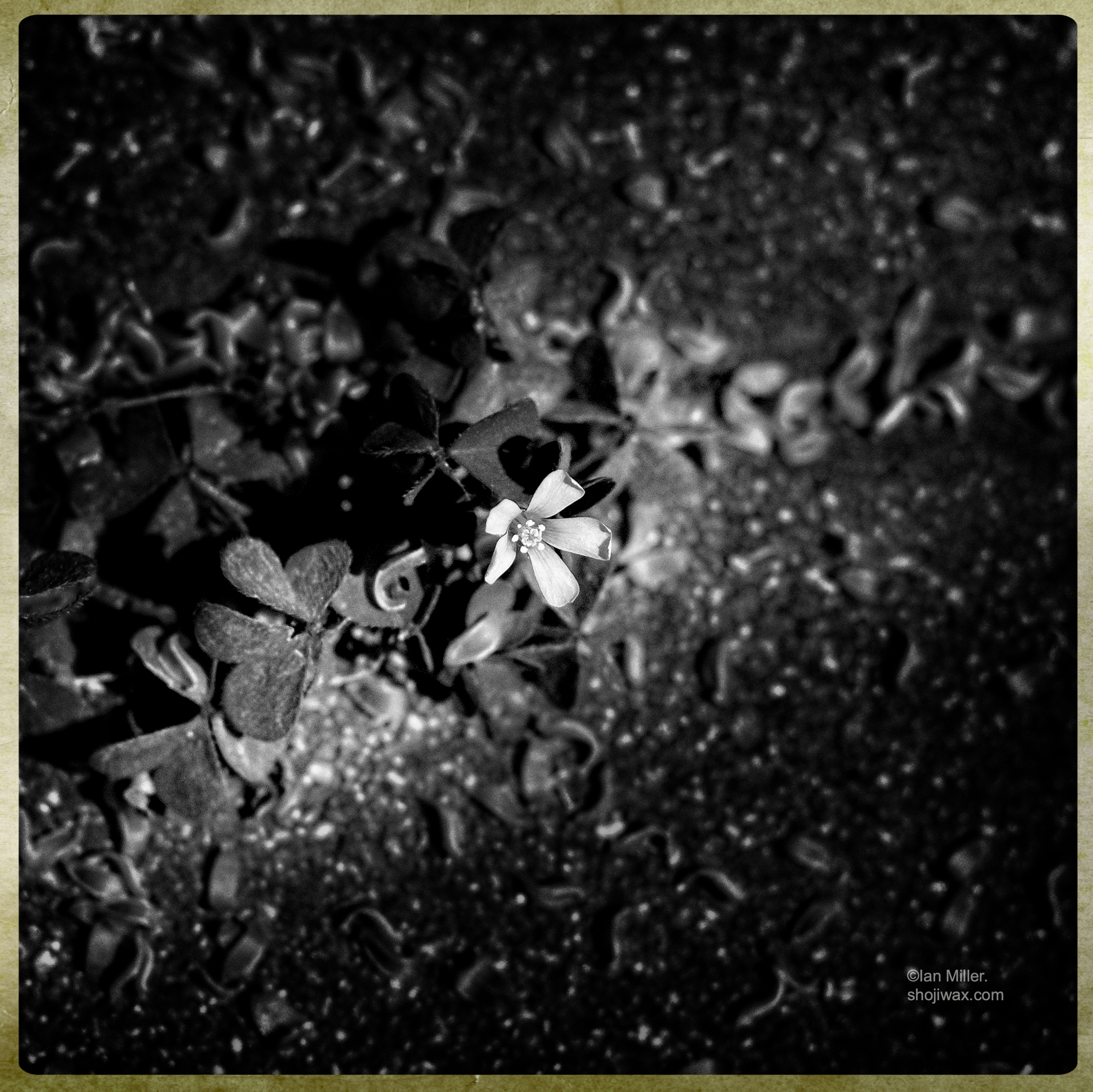 Untrampled.