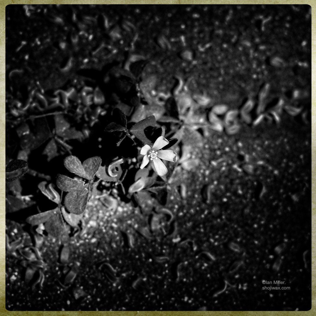 Black and white photo of a small flower caught in a shaft of sunlight. The background is dark and blurred.