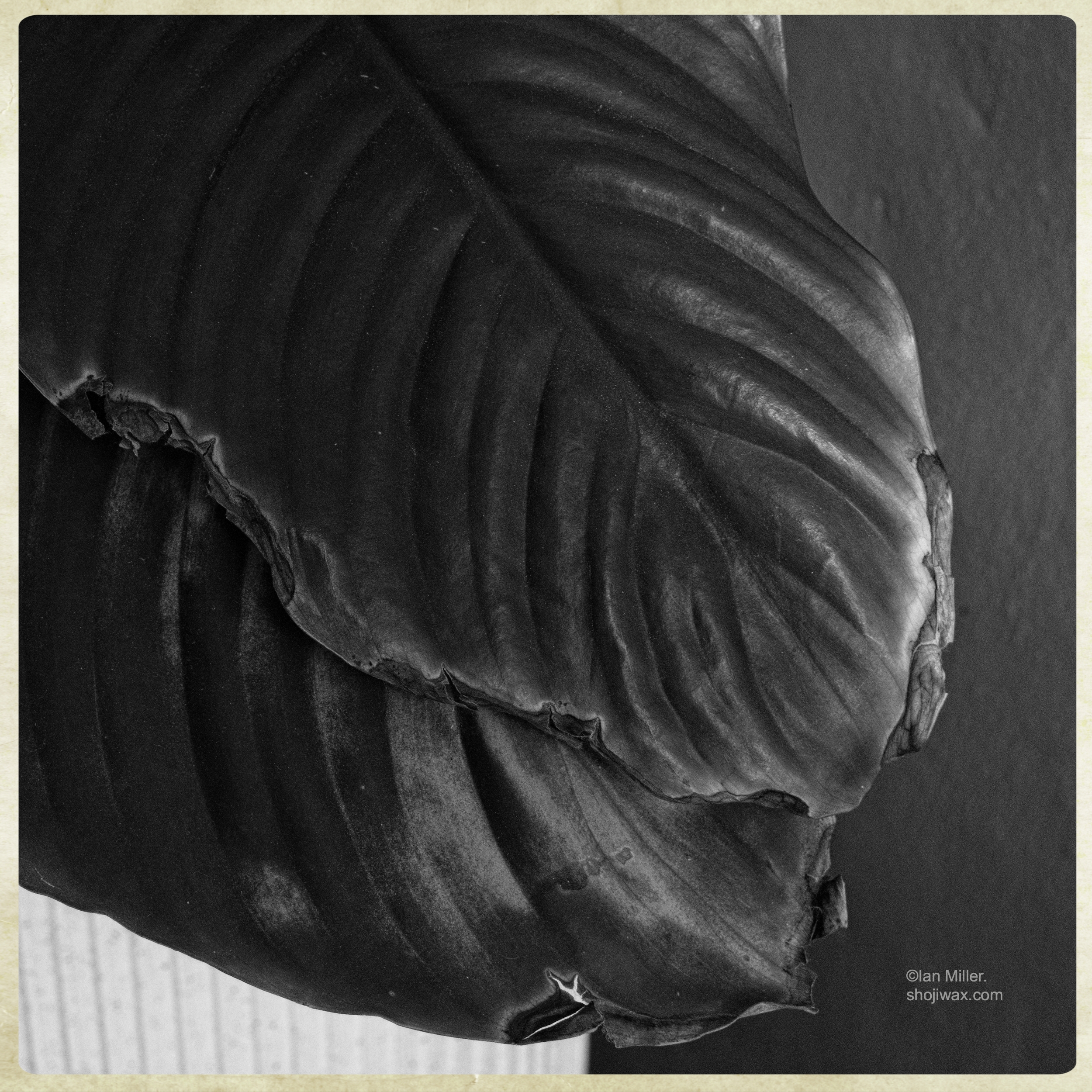 Black and white detail of two overlapping leaves of a pot plant.