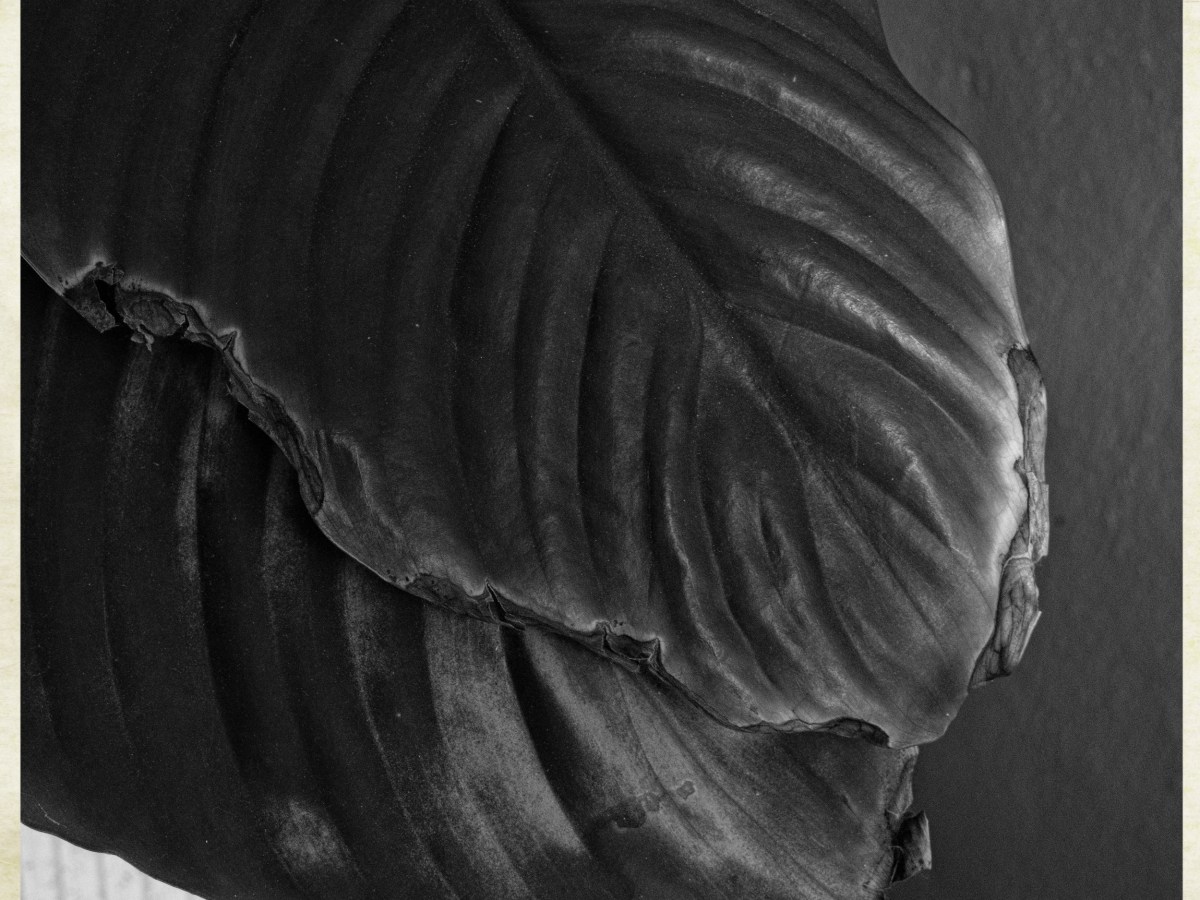 The numinous gift of ordinary&nbsp;things.