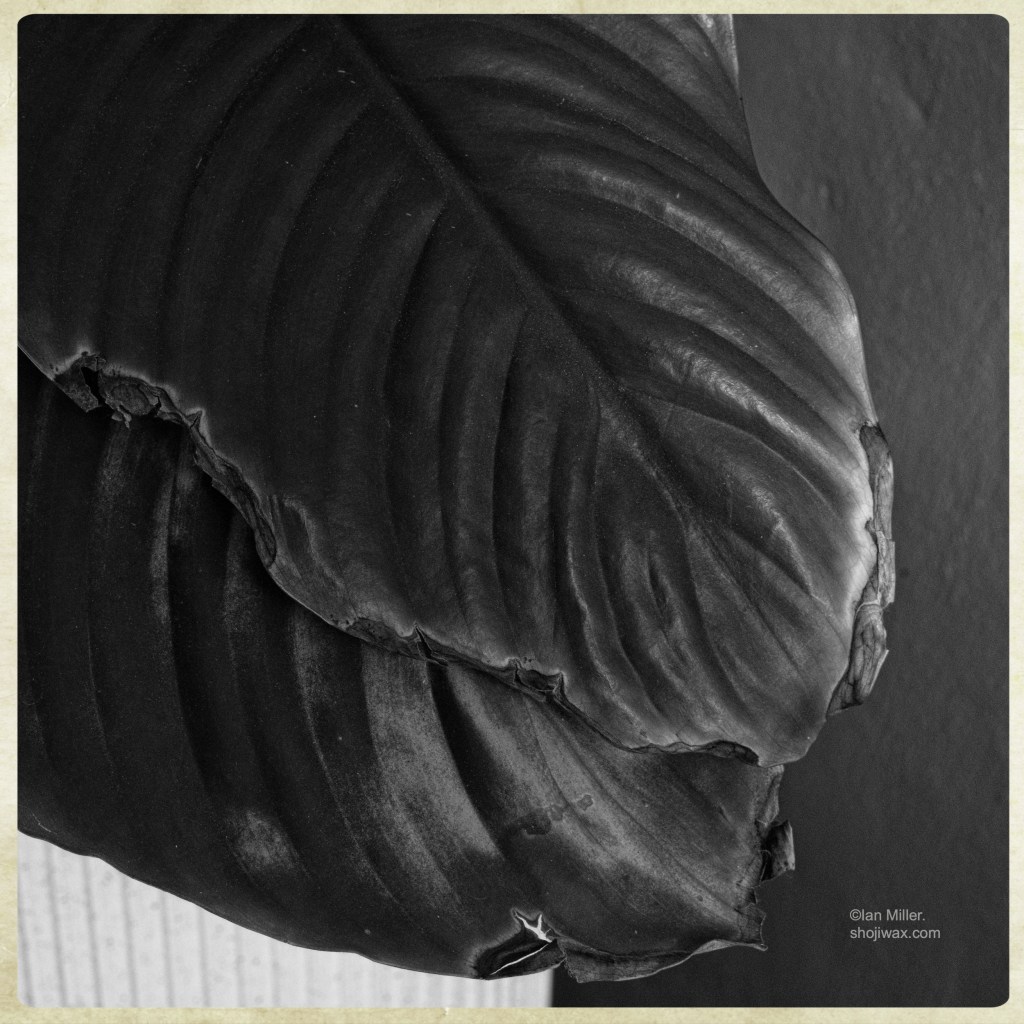 Black and white detail of two overlapping leaves of a pot plant.