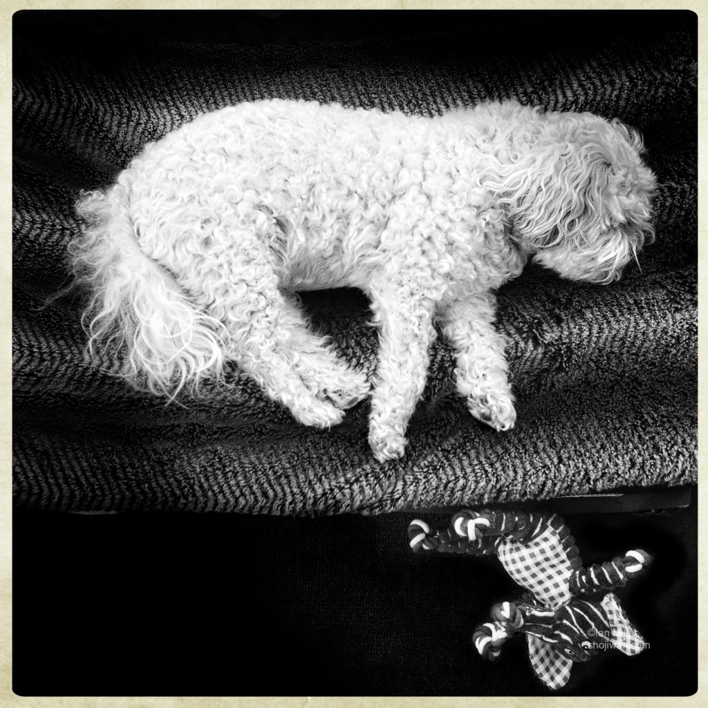 Black and white photo of a small fluffy white dog laying on his side on a dog cushion. At his feet is his favourite elephant toy.