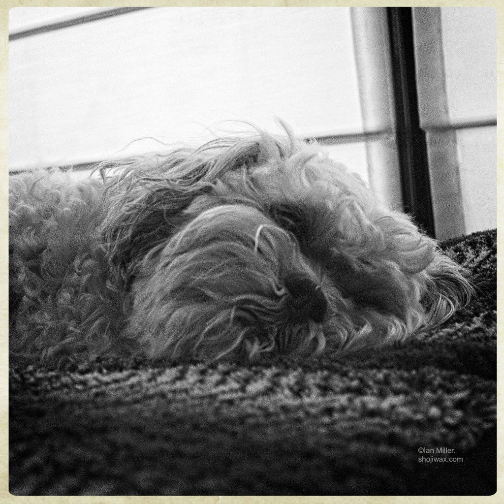 Black and white photo of the face of a small white dog laying on his side on a cushion.