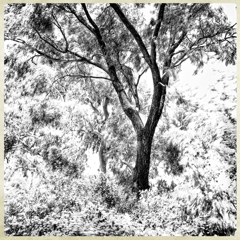 Black and white high contrast photo detail of a stand of gumtrees. Taken with a slow shutter speed to motion blur the leaves.