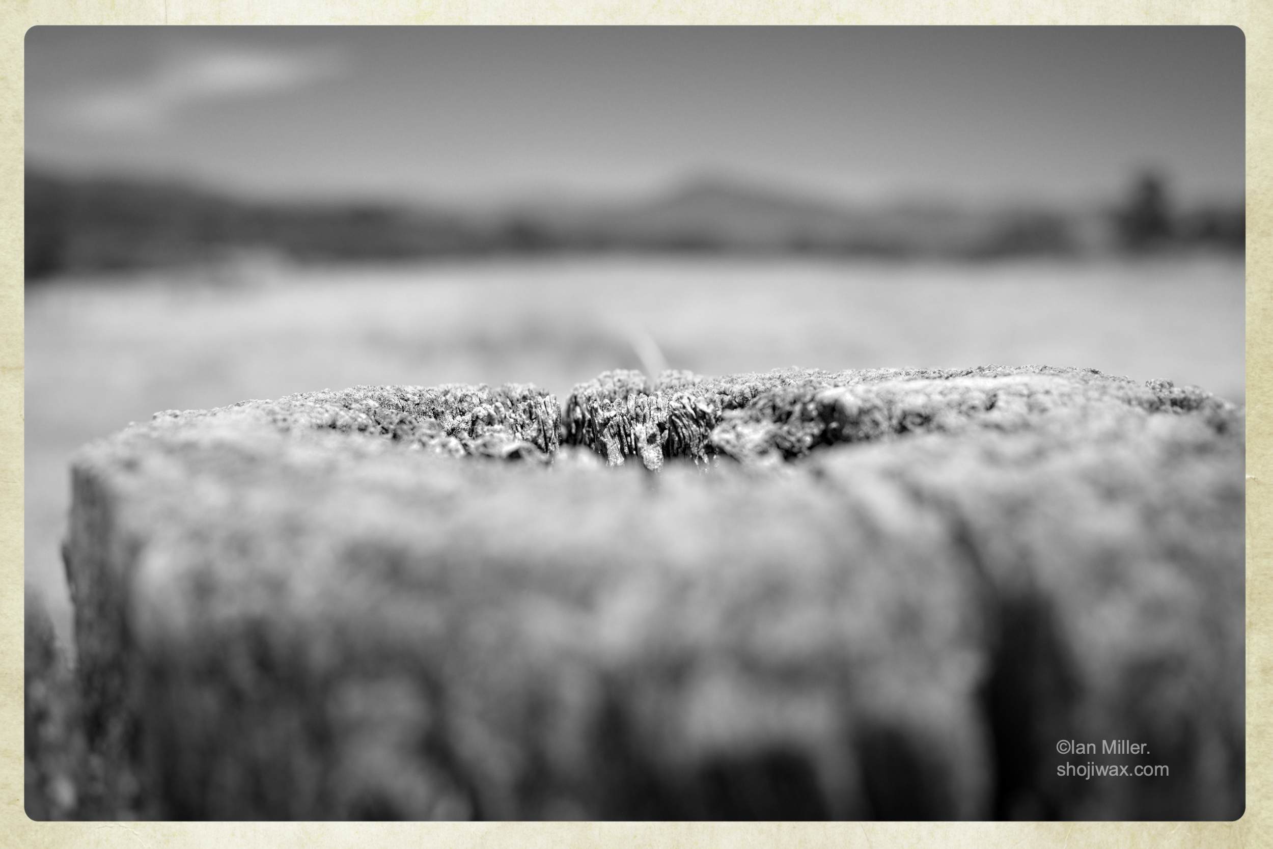 Black and white photo close up of the top of a wooden stump. In the background and out of focus is a distant mountain range.