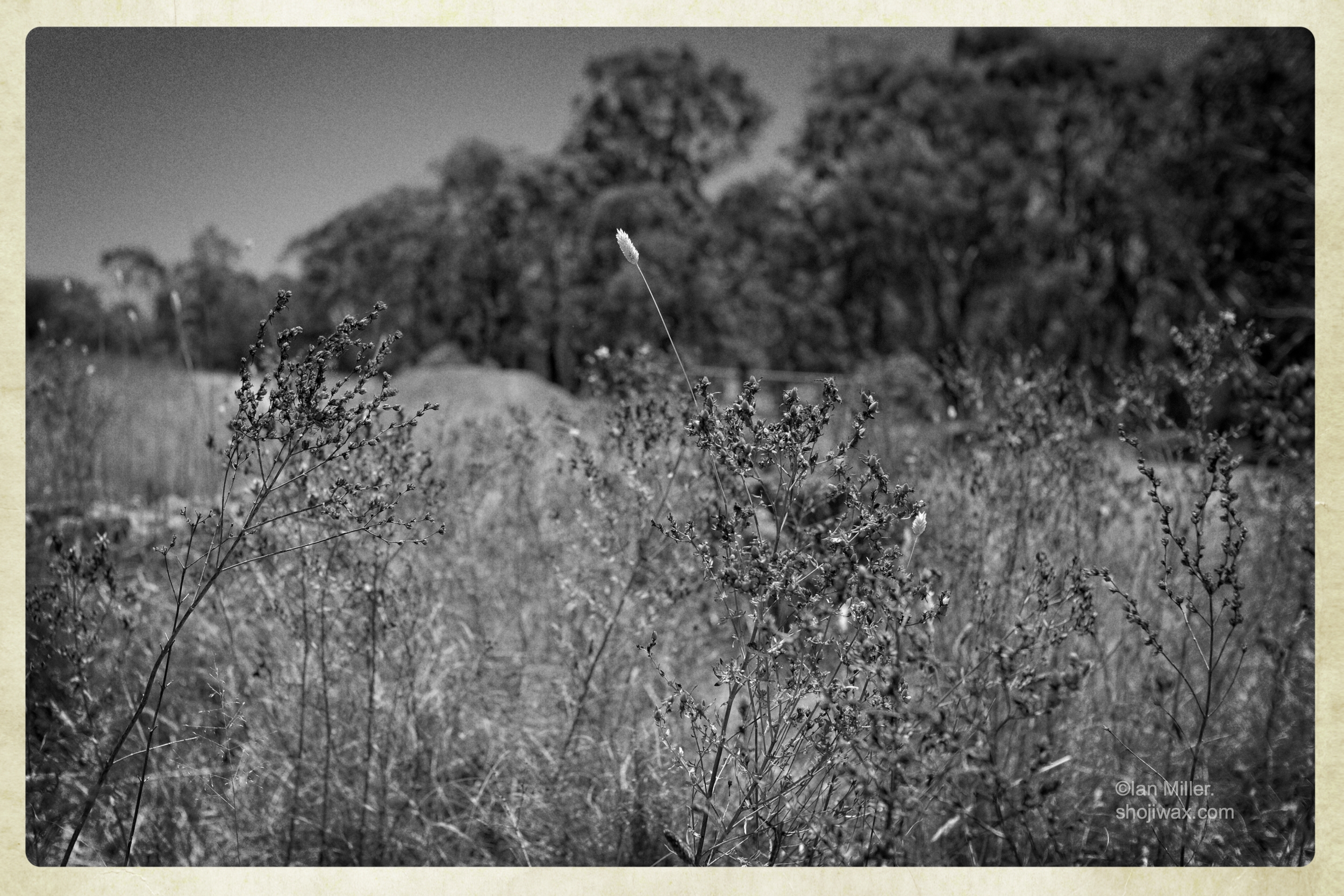 Monochrome photo of dry grassess. In the background is a eucalypt forrest.
