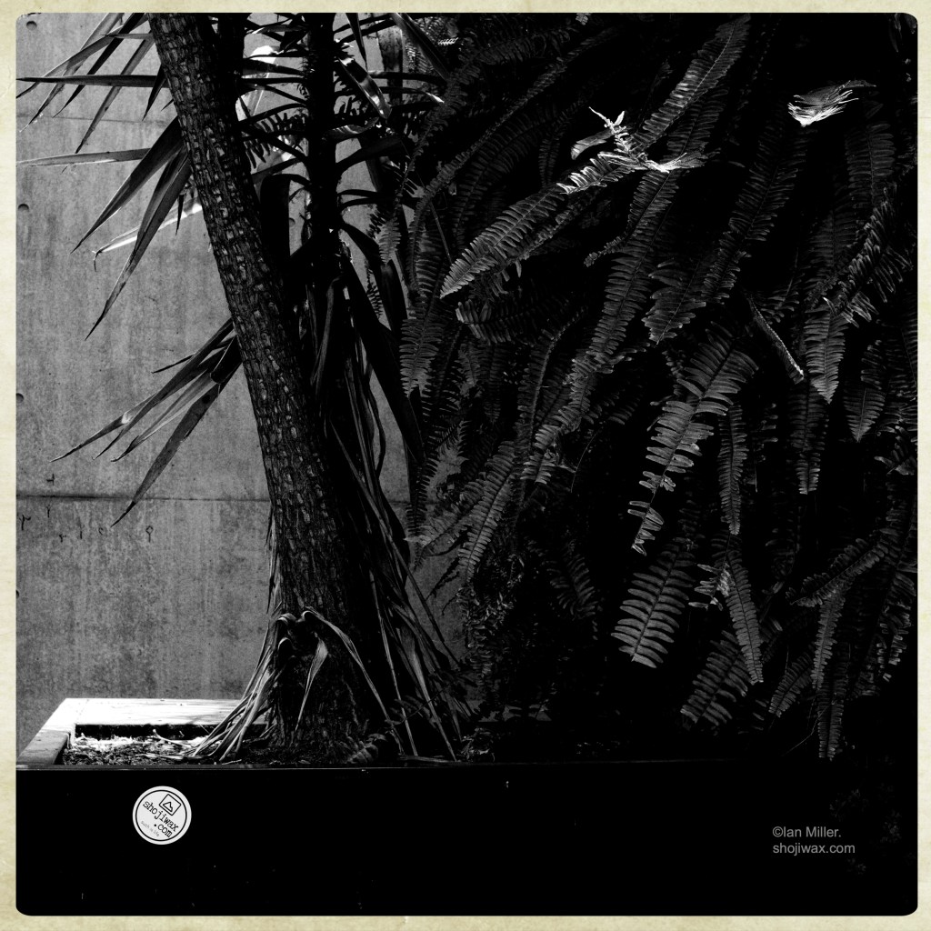 Monochrome photo of large ferns in a pot placed in front of a concrete wall.