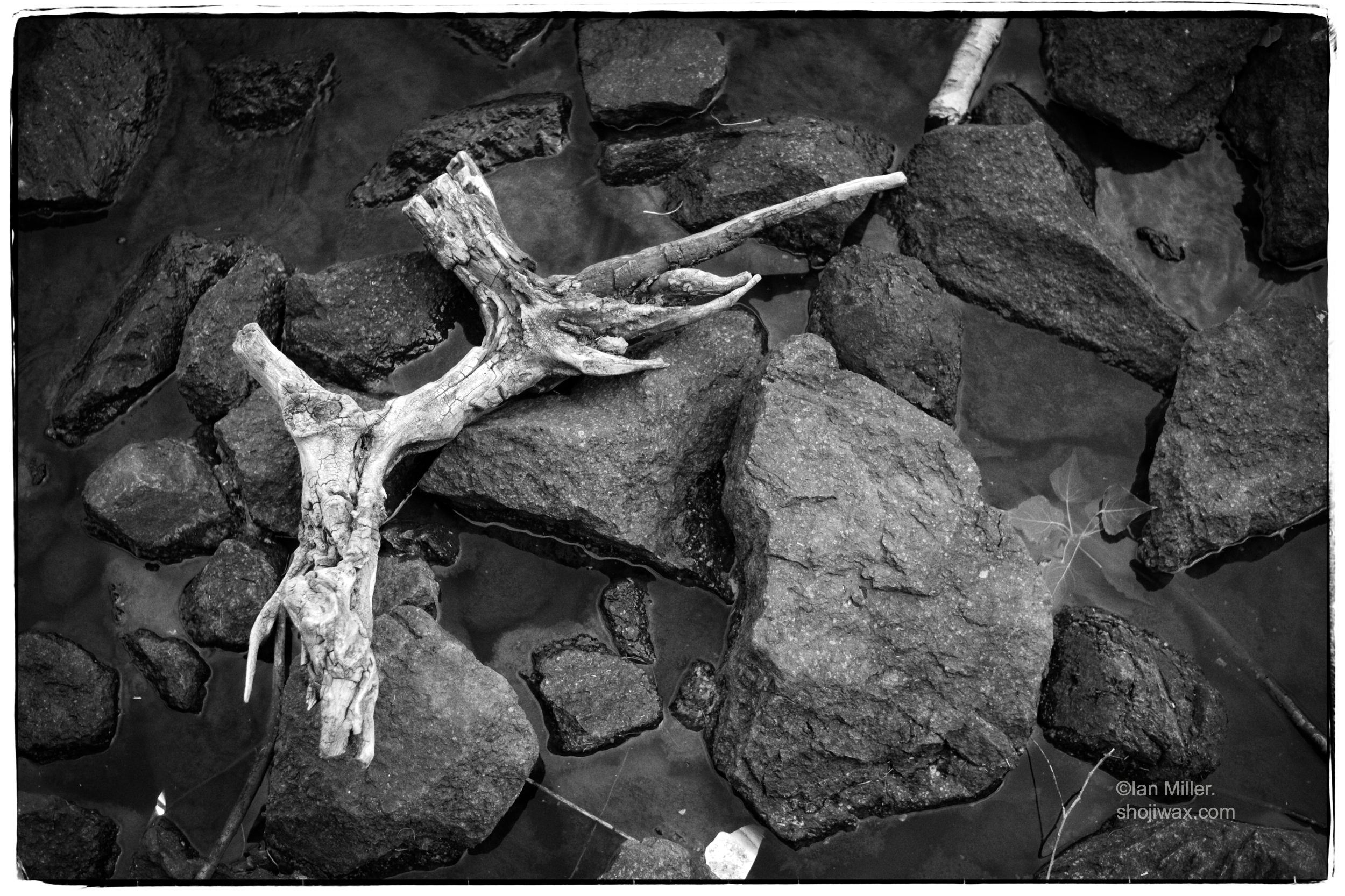 Monochrome, high contrast photo of old tree branch sitting on rocks in shallow water.