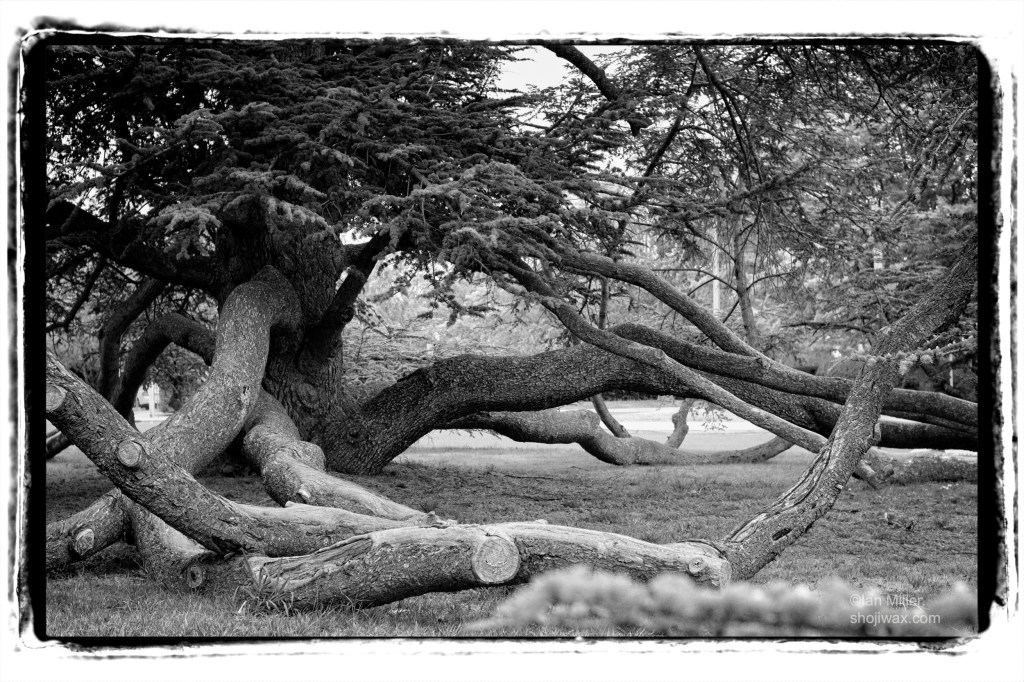Monochrome photo close up of old oak tree with branches spread along the gound.