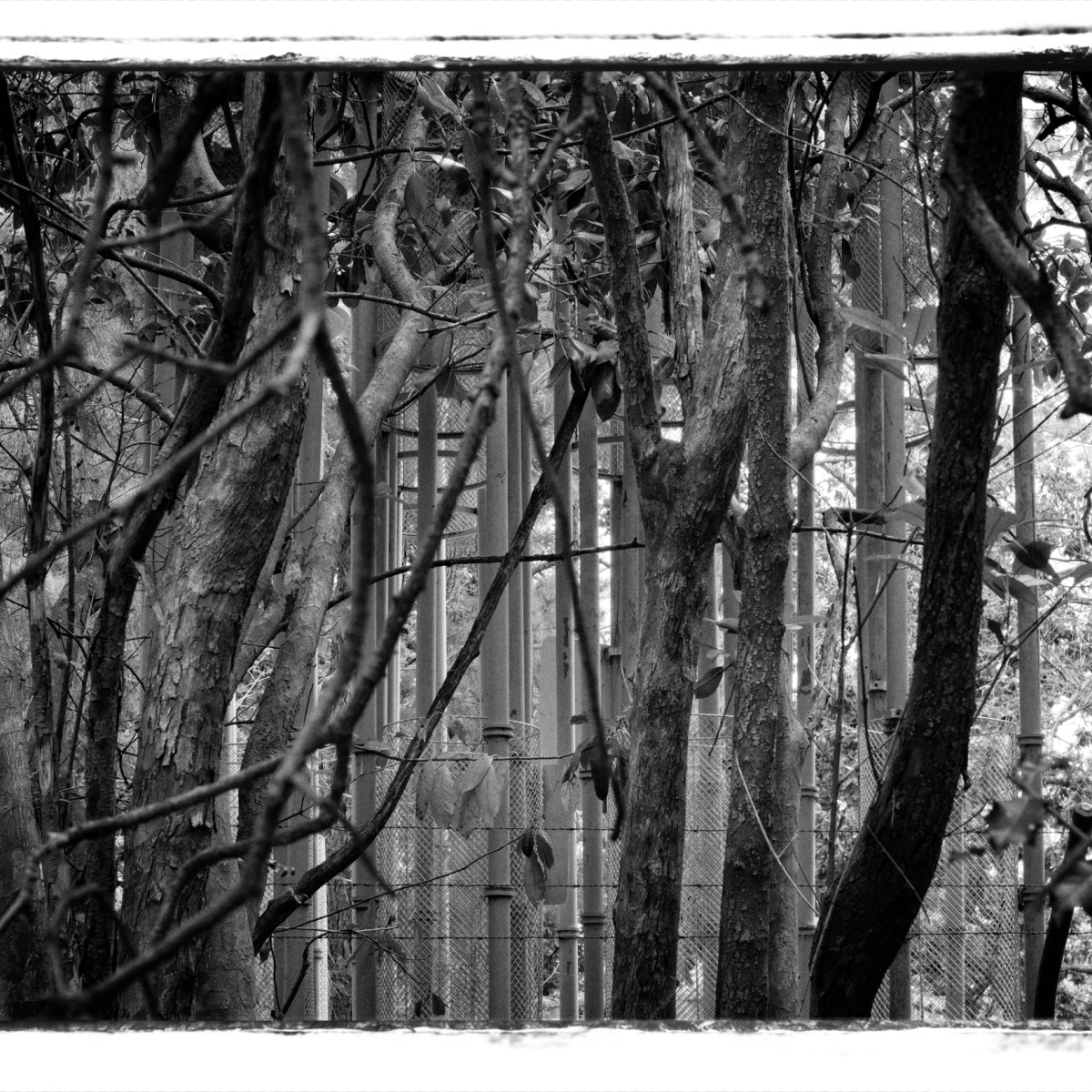 Mystery of the metal&nbsp;bamboo.