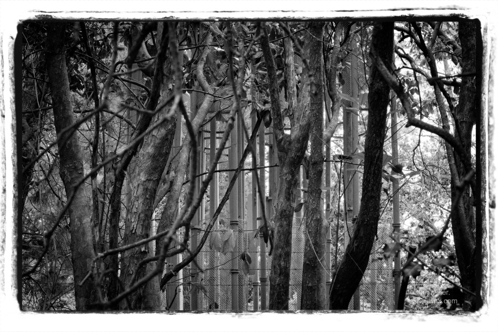 Mystery of the metal&nbsp;bamboo.