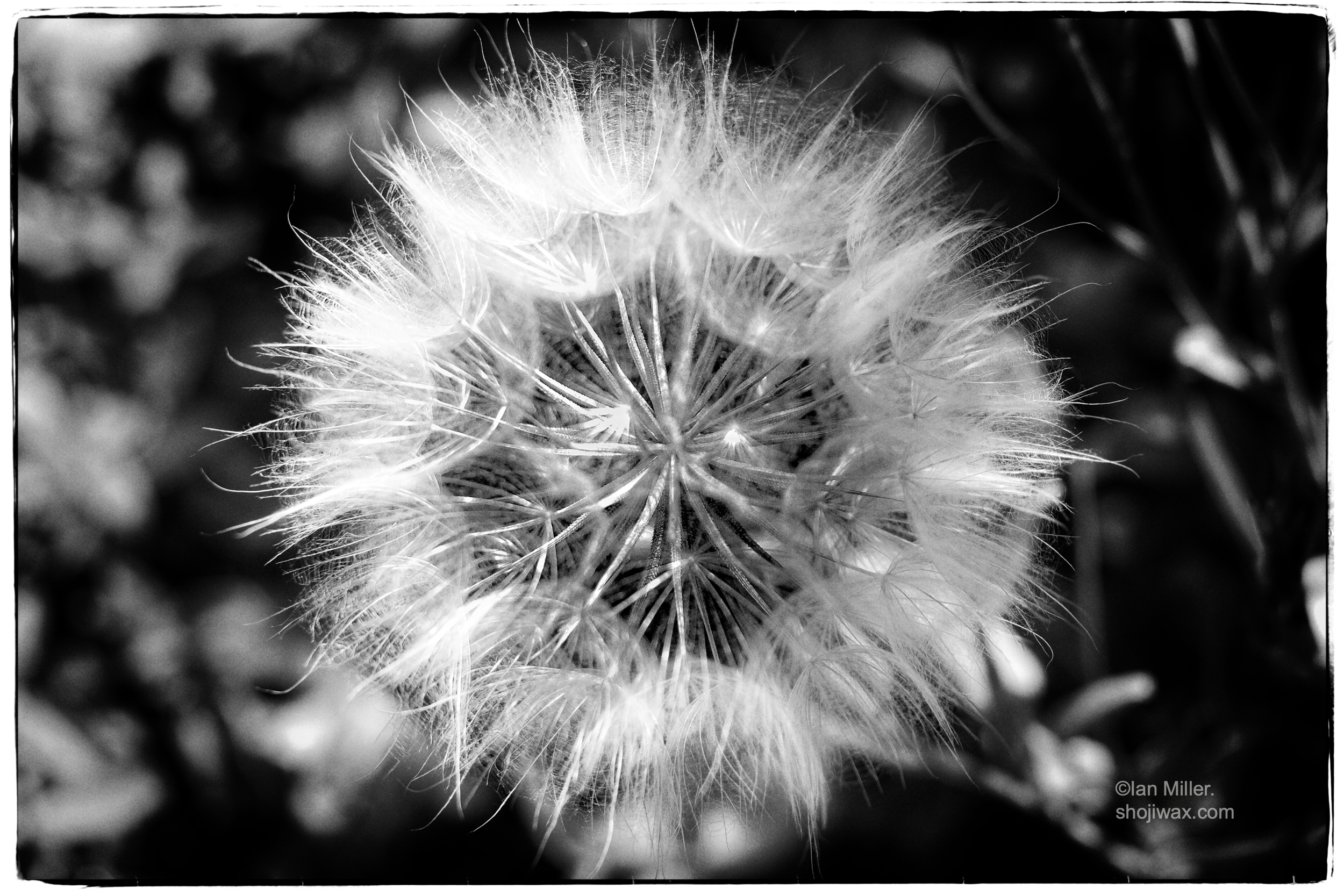 Monochrome close-up of a dandelion.