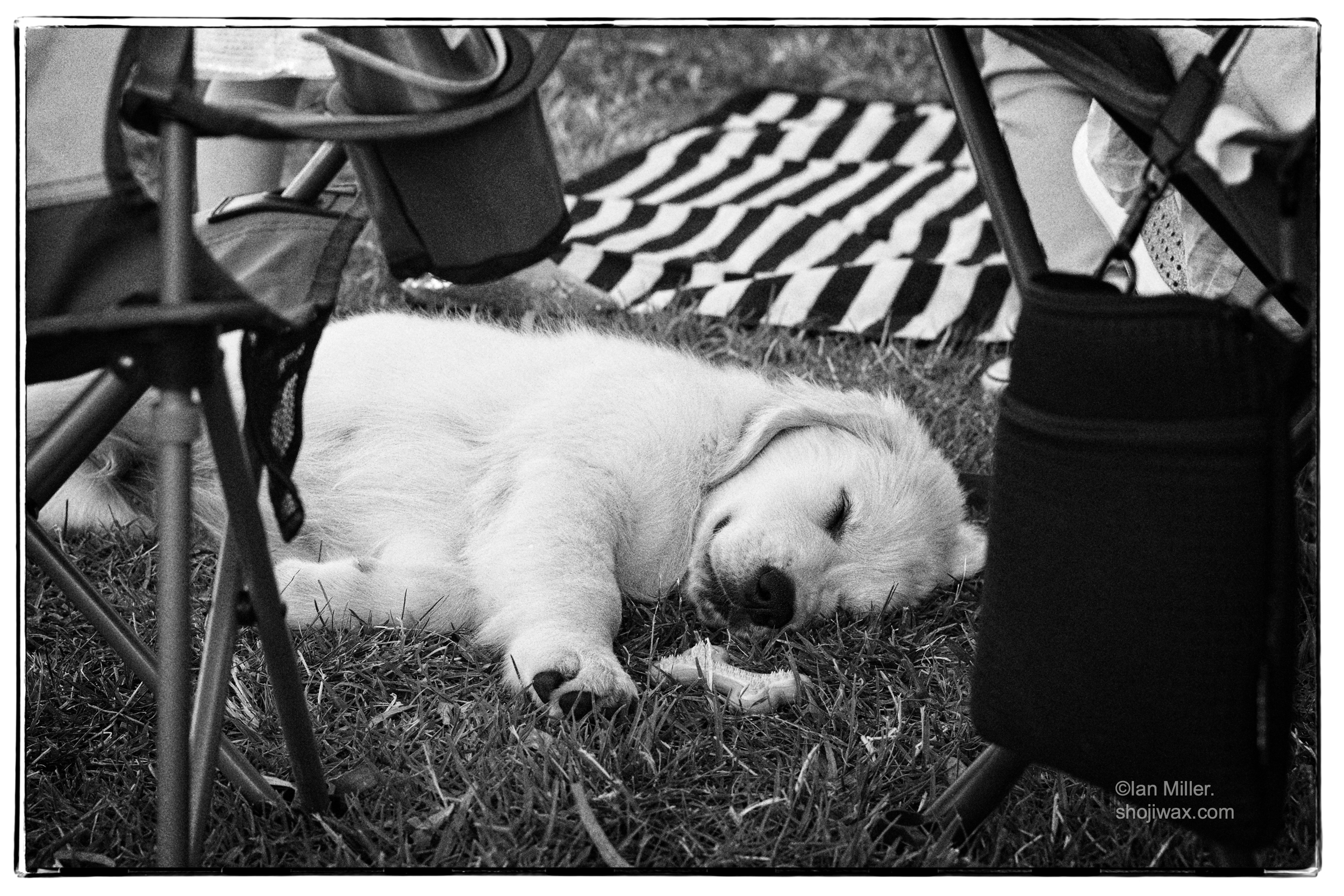 Monochrome photo of young lab pup laying fast asleep on the grass. There are picnic chairs around him and a small plastic bone in front of his nose.
