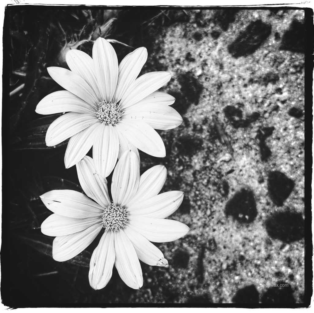 Monochrome high contrast photo taken from above of two daisy-like flowers growing besides conglomerate.