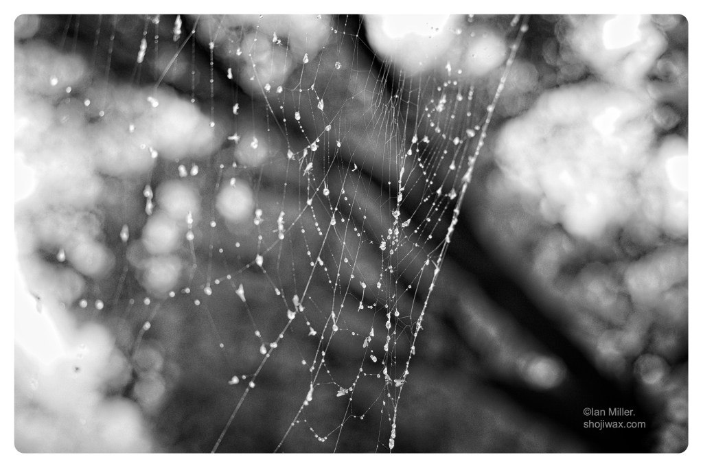Monochrome photo of spiders web with dew drops.