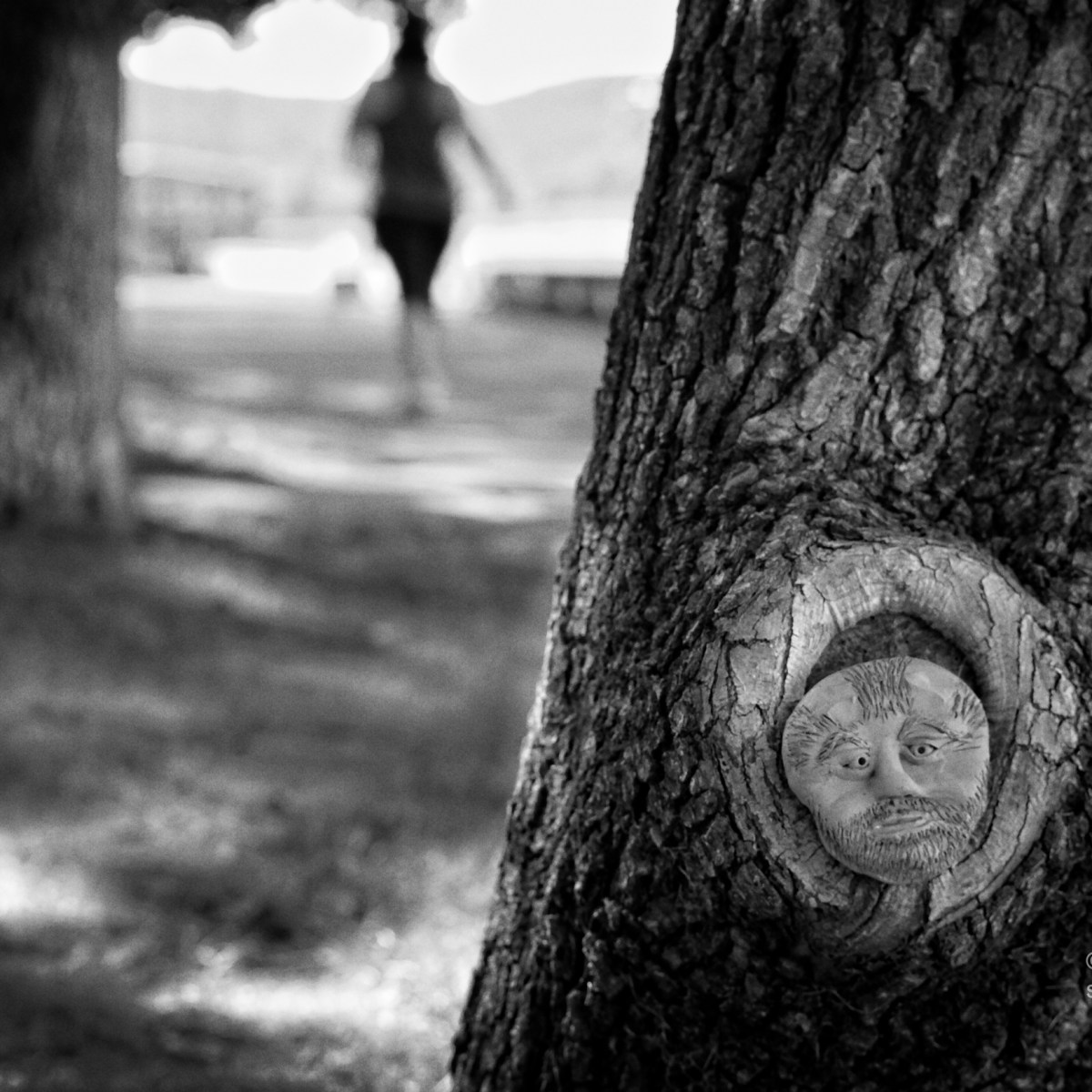 The trees are&nbsp;watching.