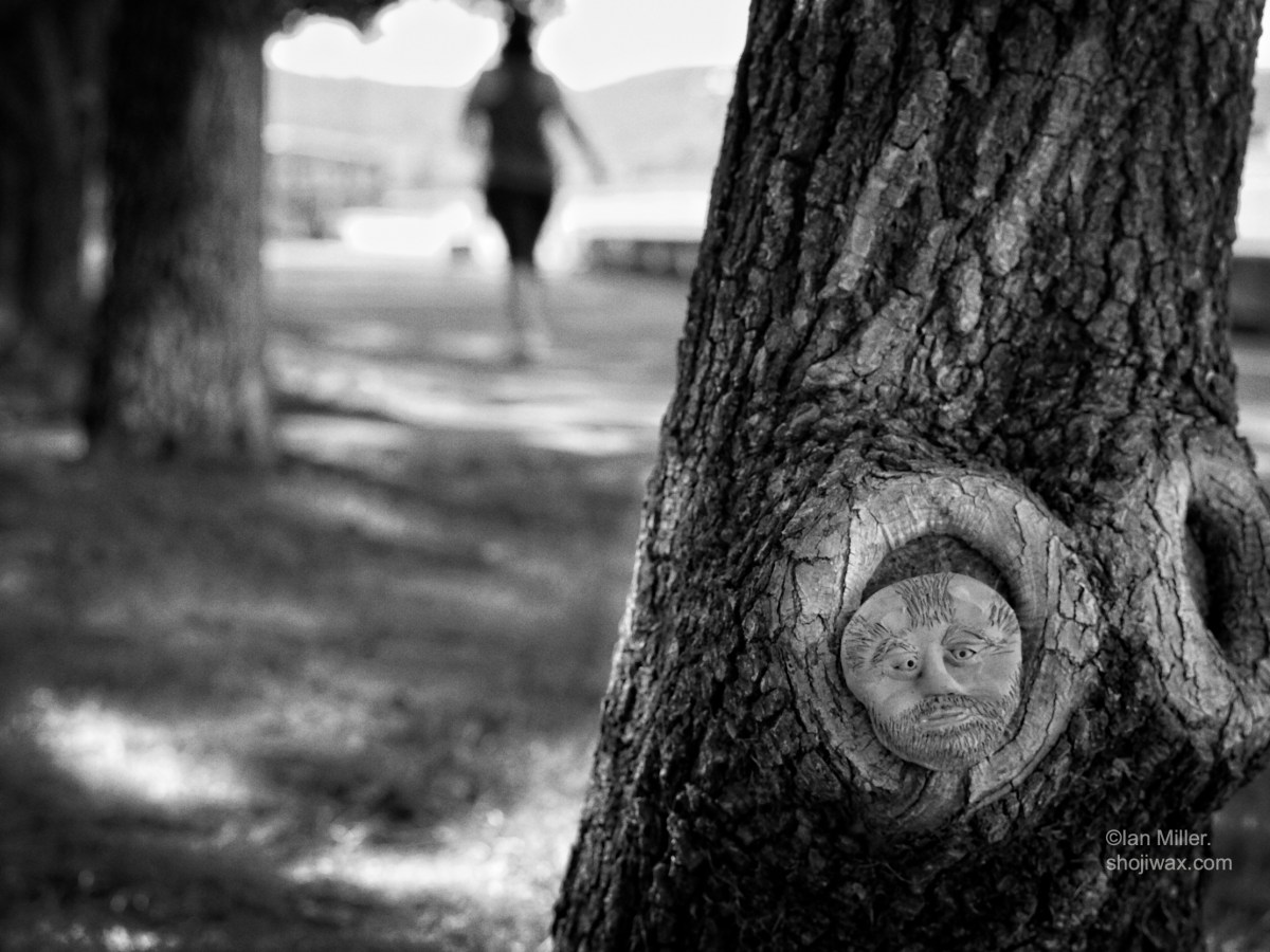 The trees are&nbsp;watching.