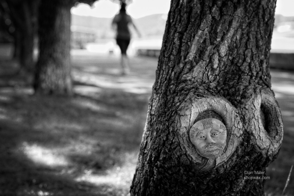 Monochrome photo of old tree trunk. There is a ceramic face of an old man that has been attached to the tree.