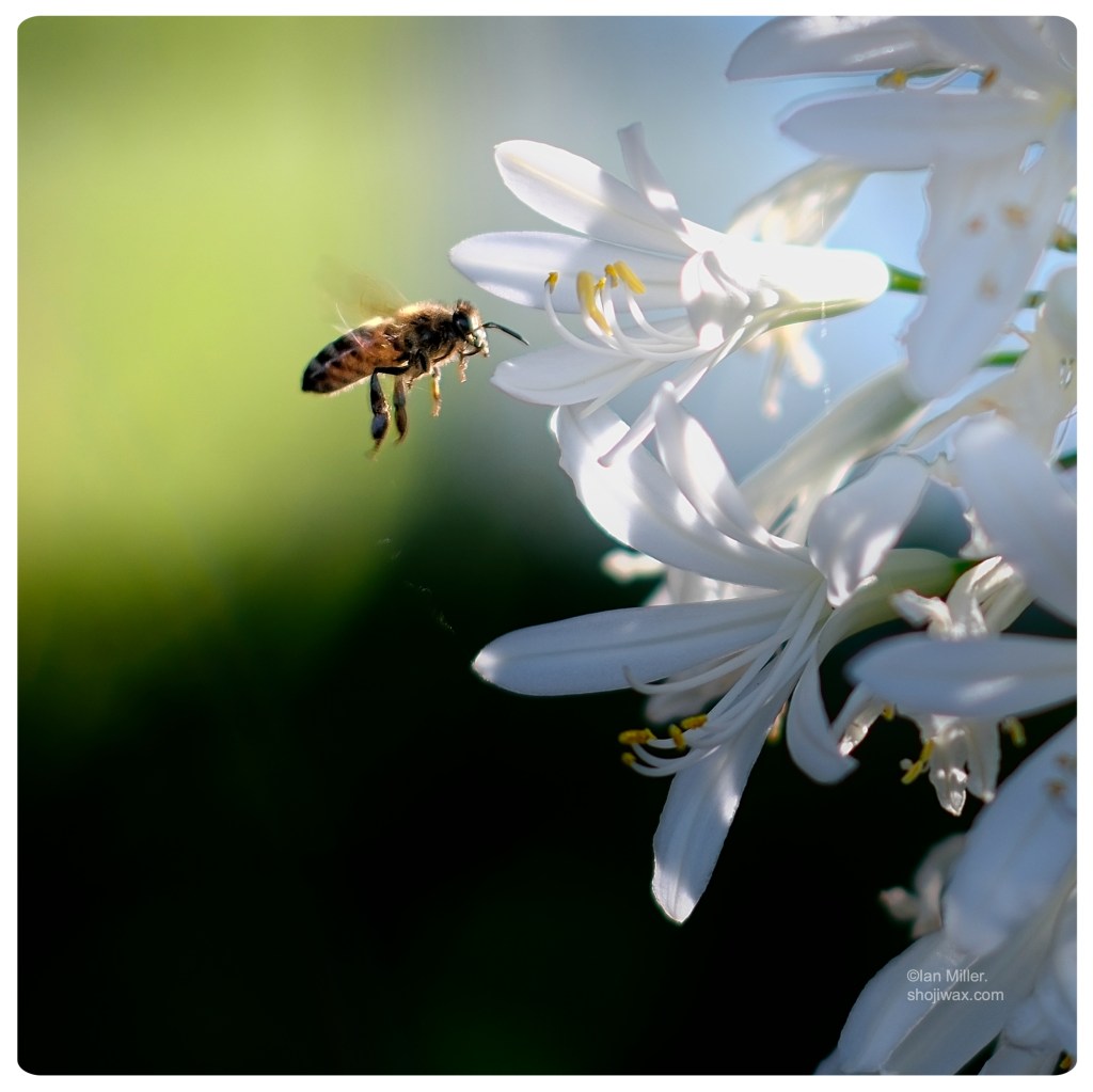 Close-up photo of a bee hovering beside a white flower.